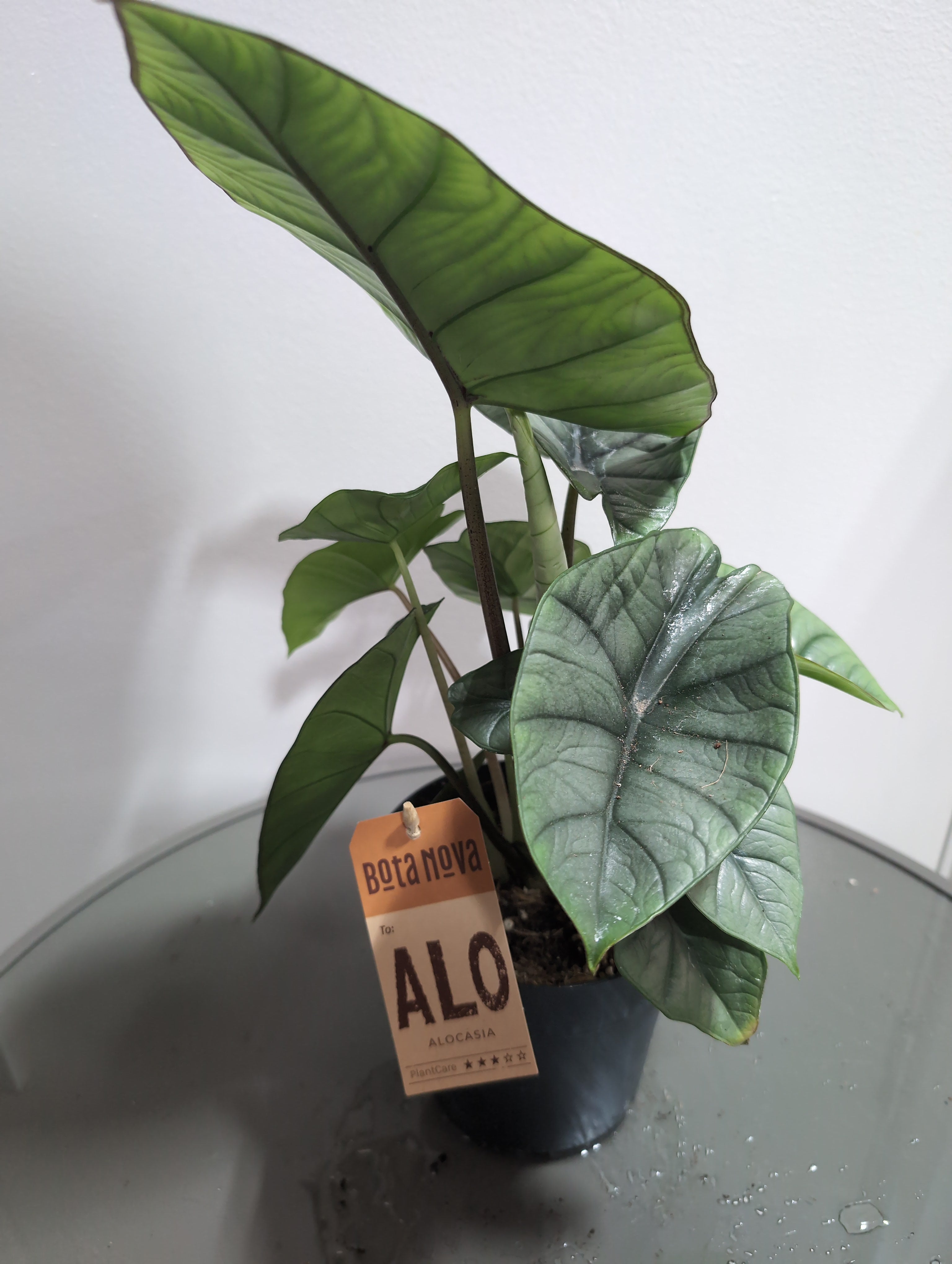 Alocasia | Silver Dragon