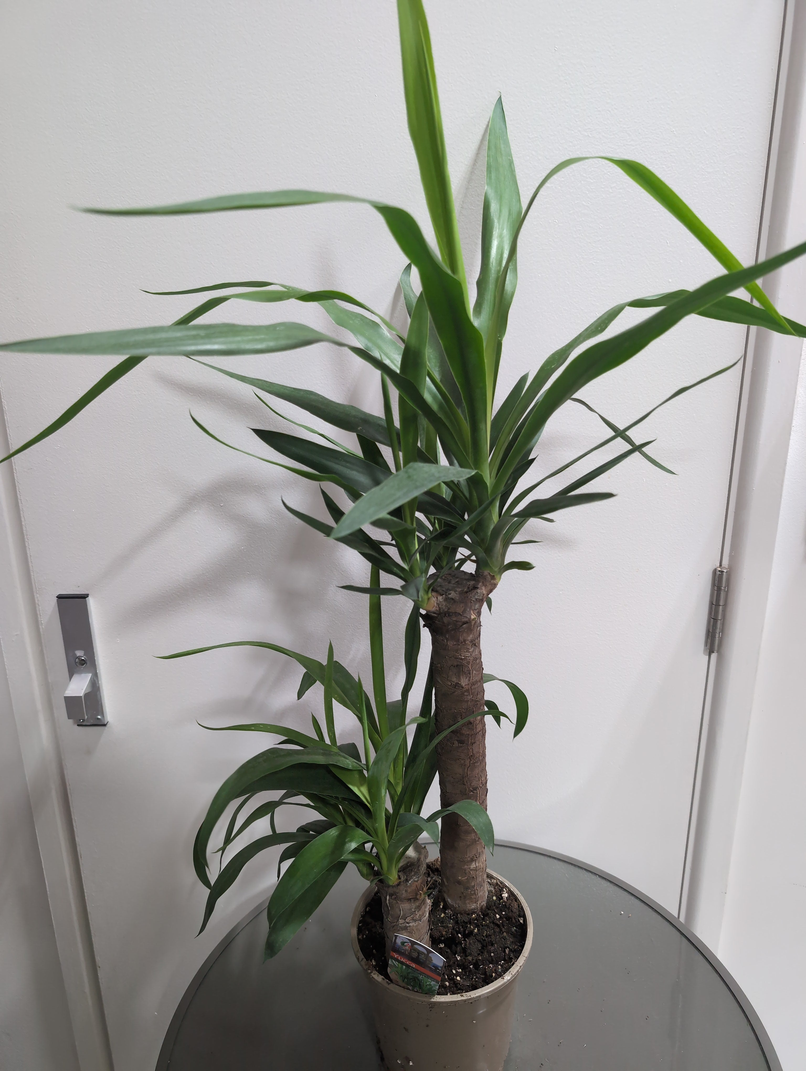 Yucca elephantipes | Yucca
