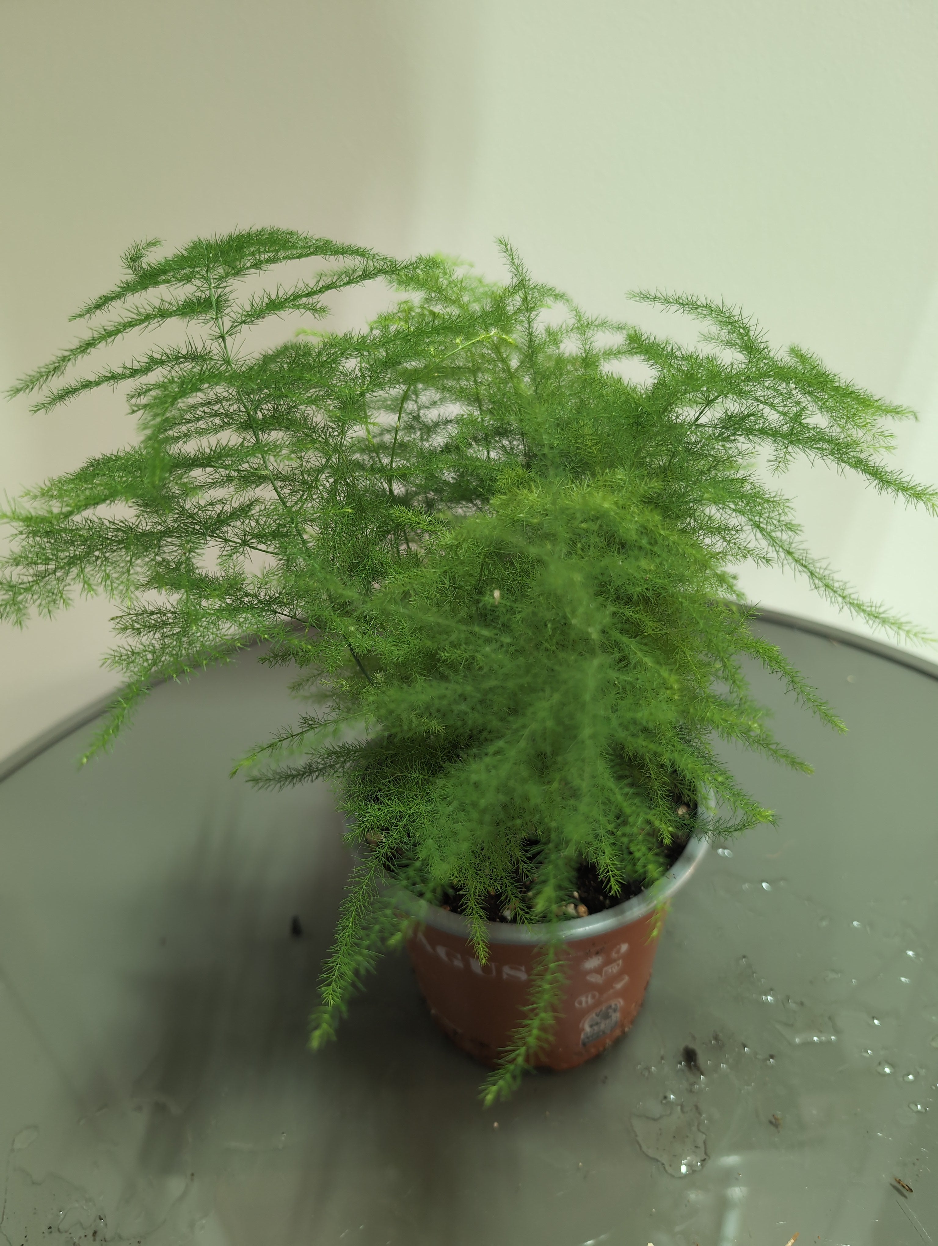 Asparagus Fern | Asparagus setaceus