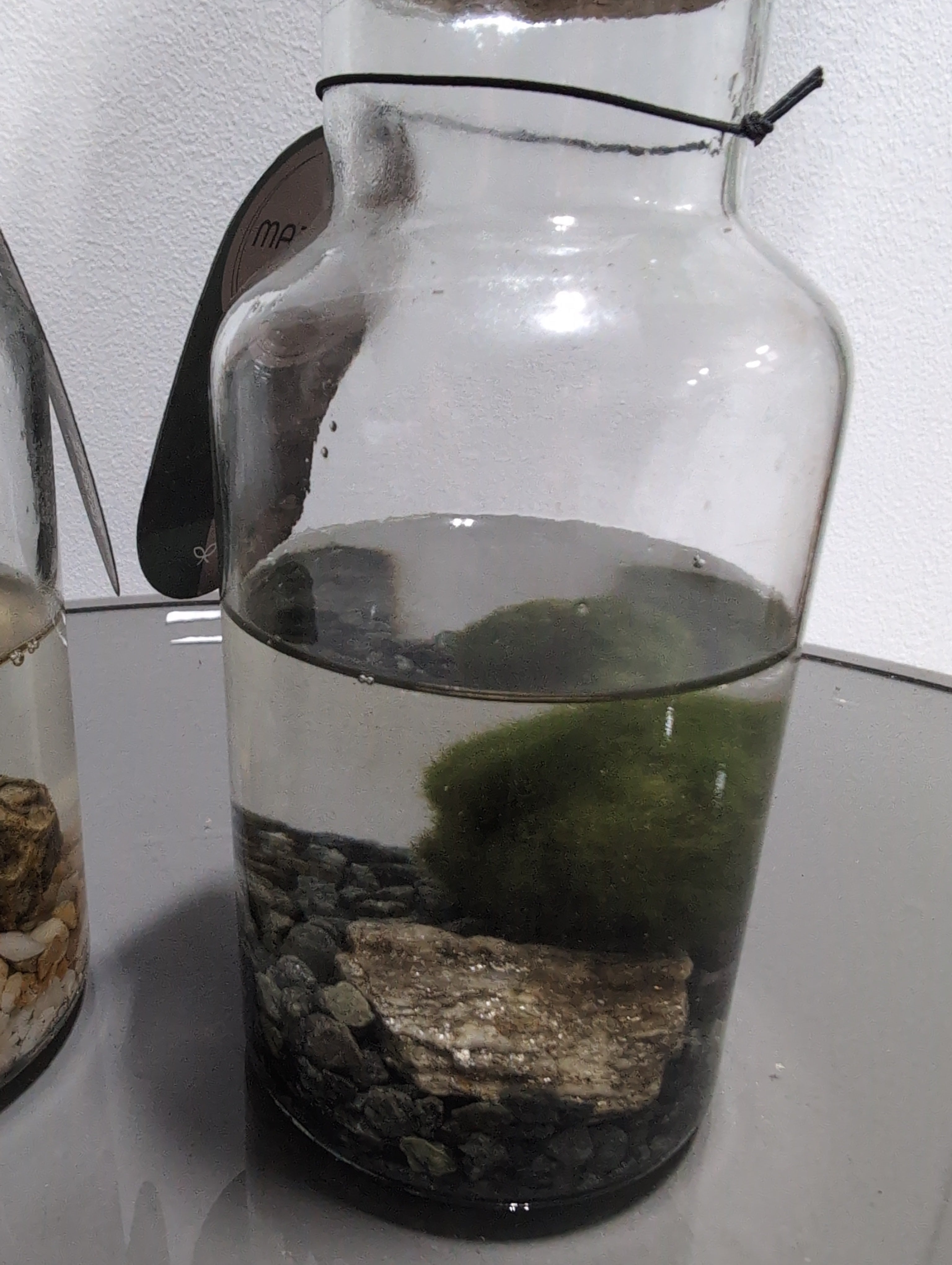 Marimo Moss Ball Terrarium