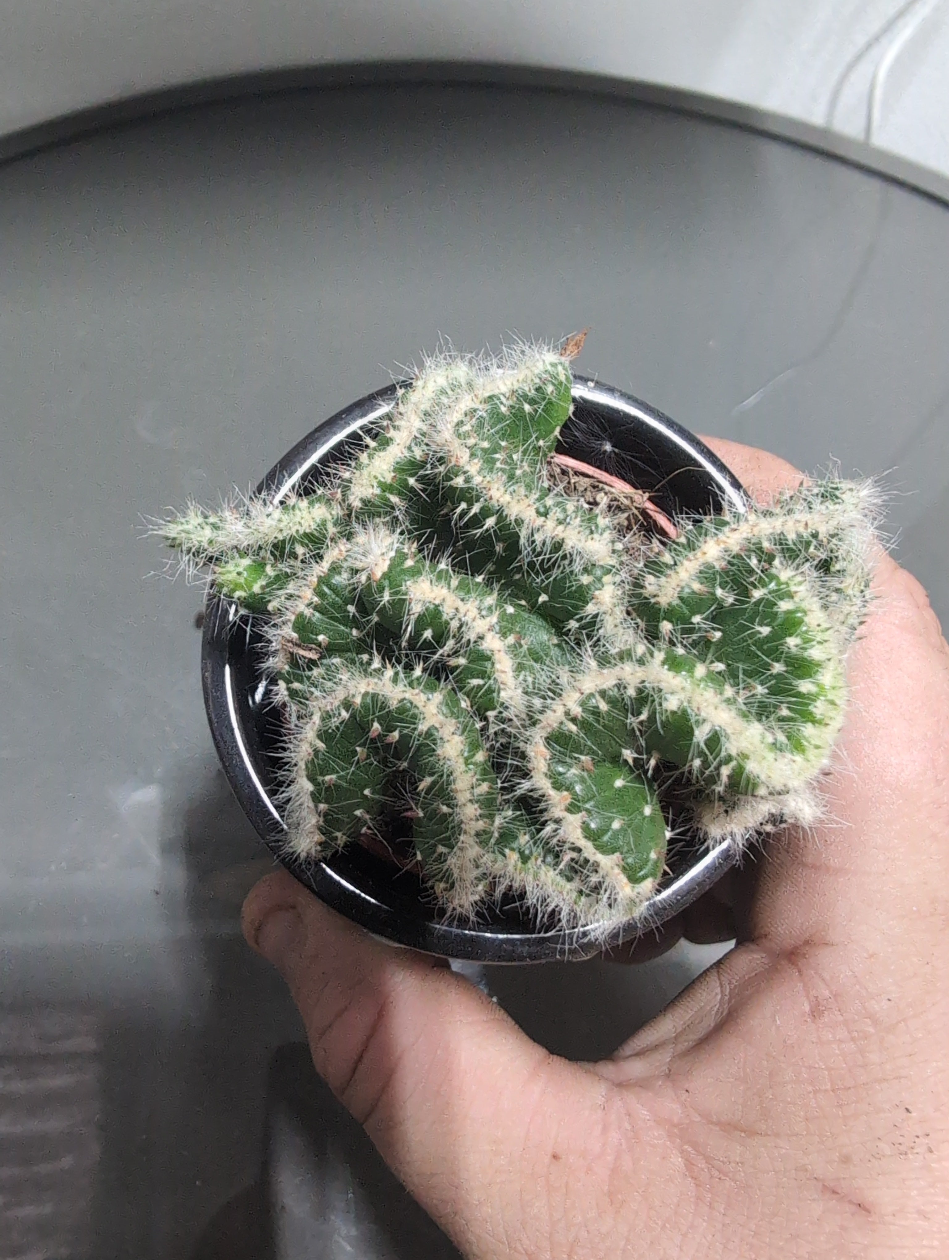 Opuntia Cactus | Opuntia microdasys In Pot |