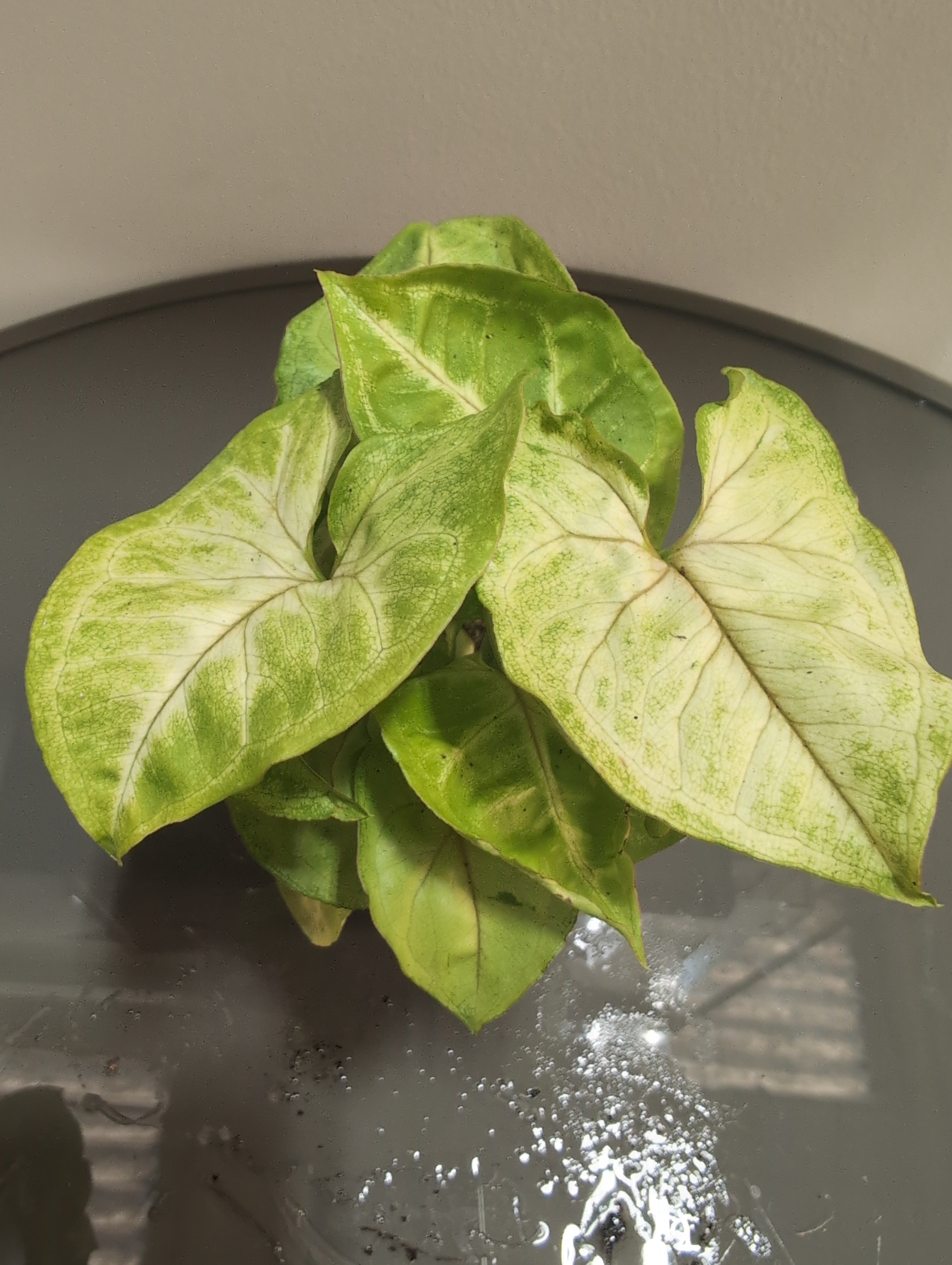 Arrowhead Plant | Syngonium podophyllum