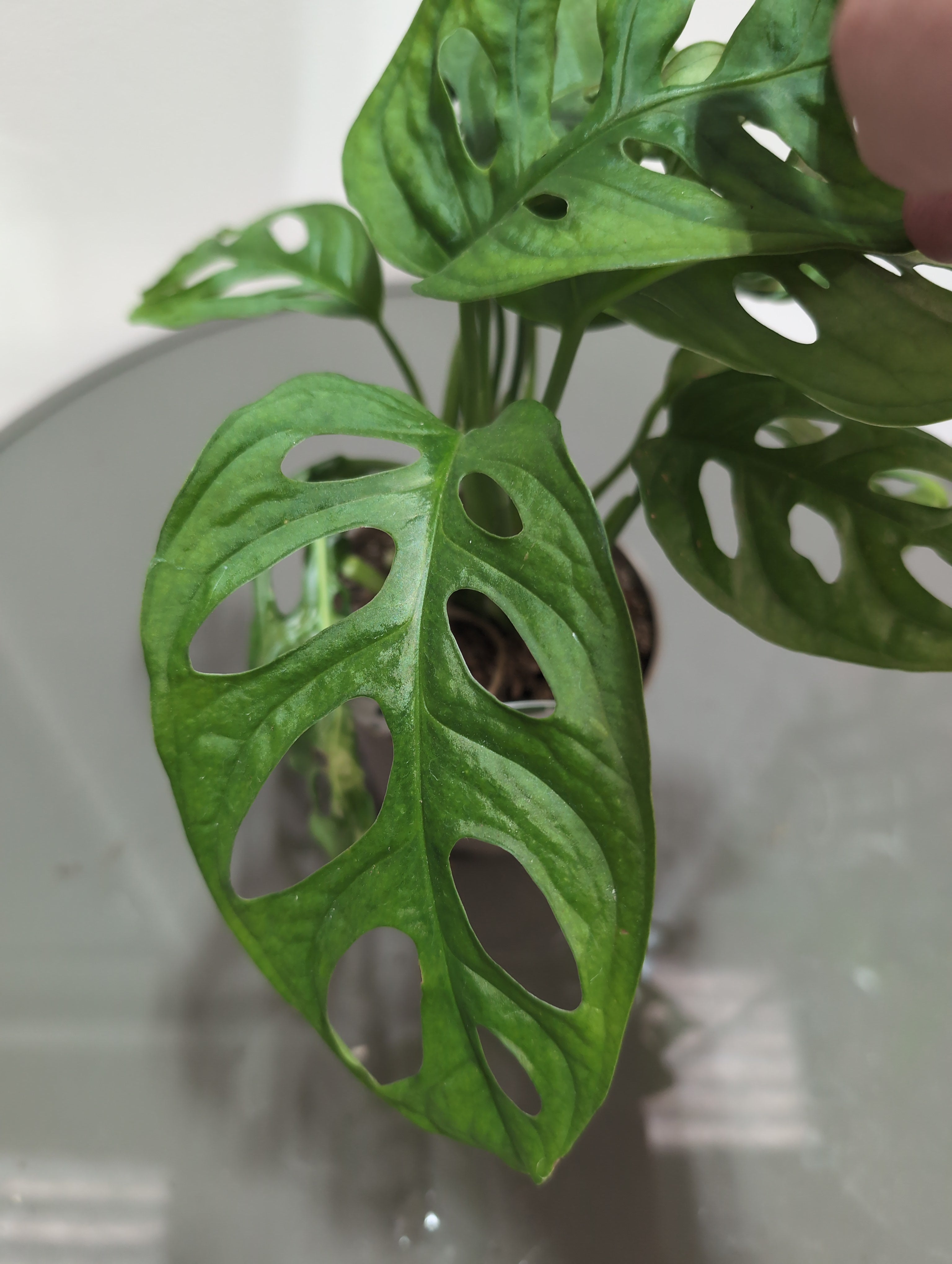 Monstera Adansonii – “Monkey Leaf”