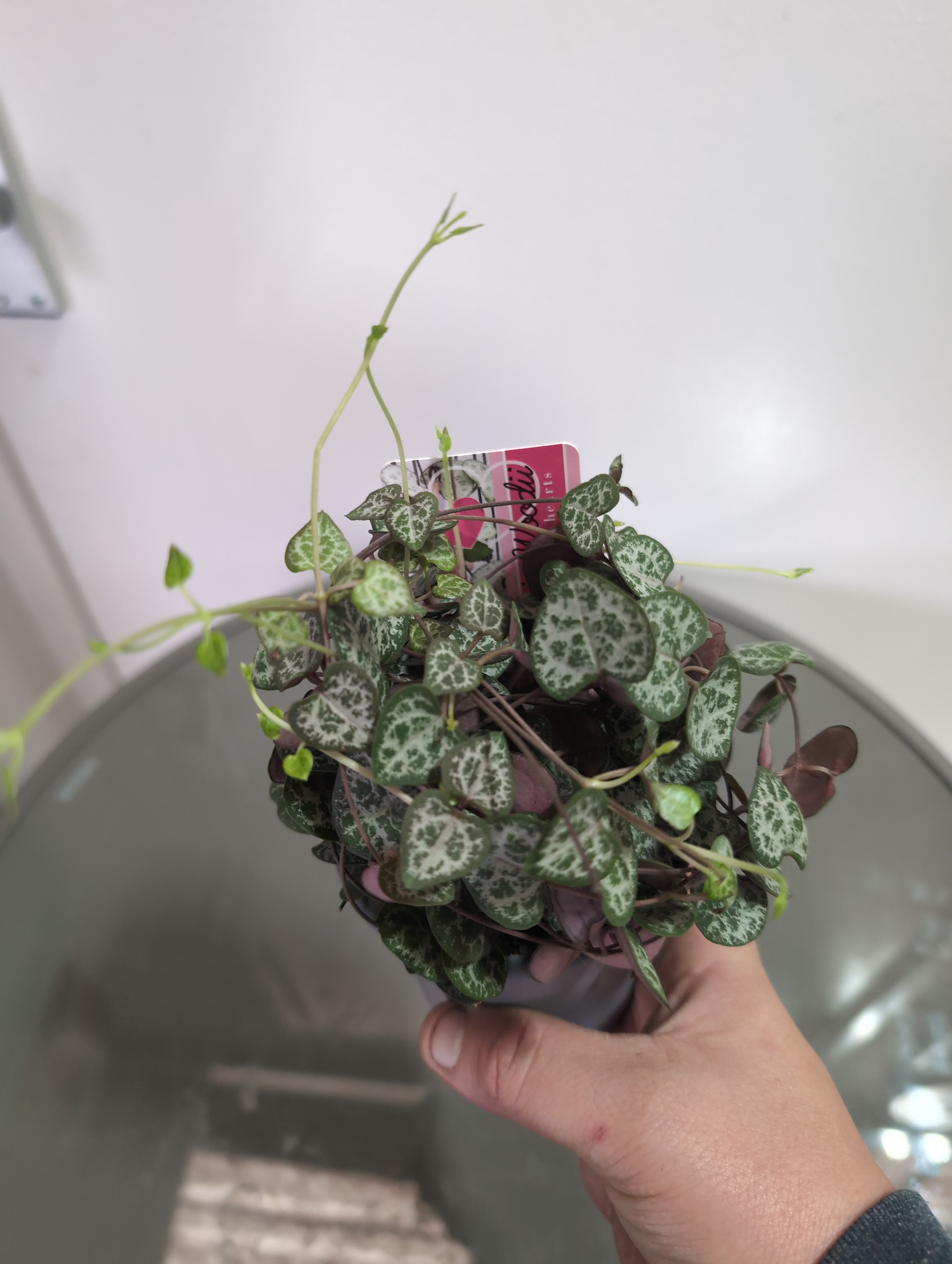 String Of Hearts | Ceropegia woodii