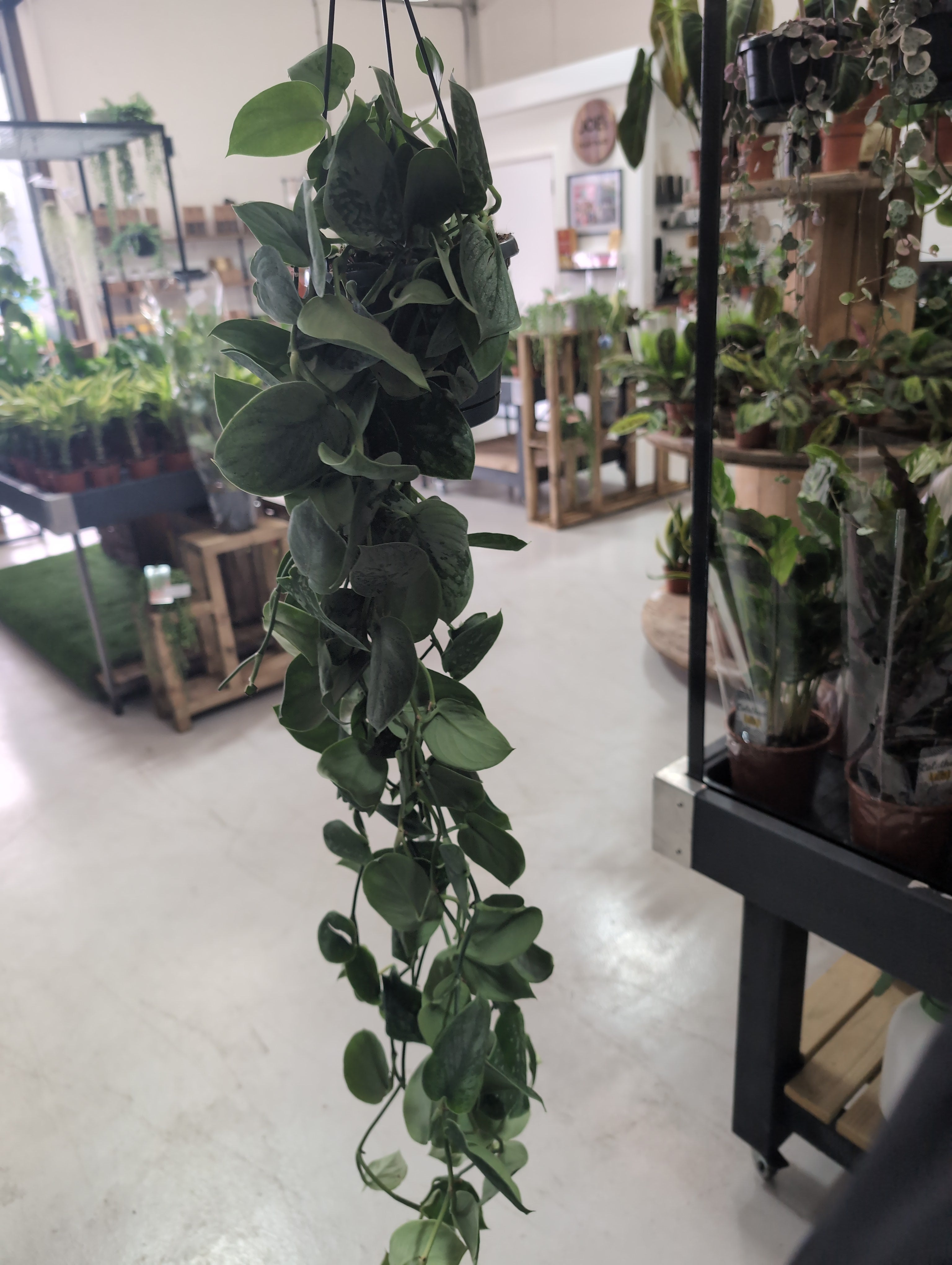 Satin Pothos | Scindapsus Pictus | Hanging Pot
