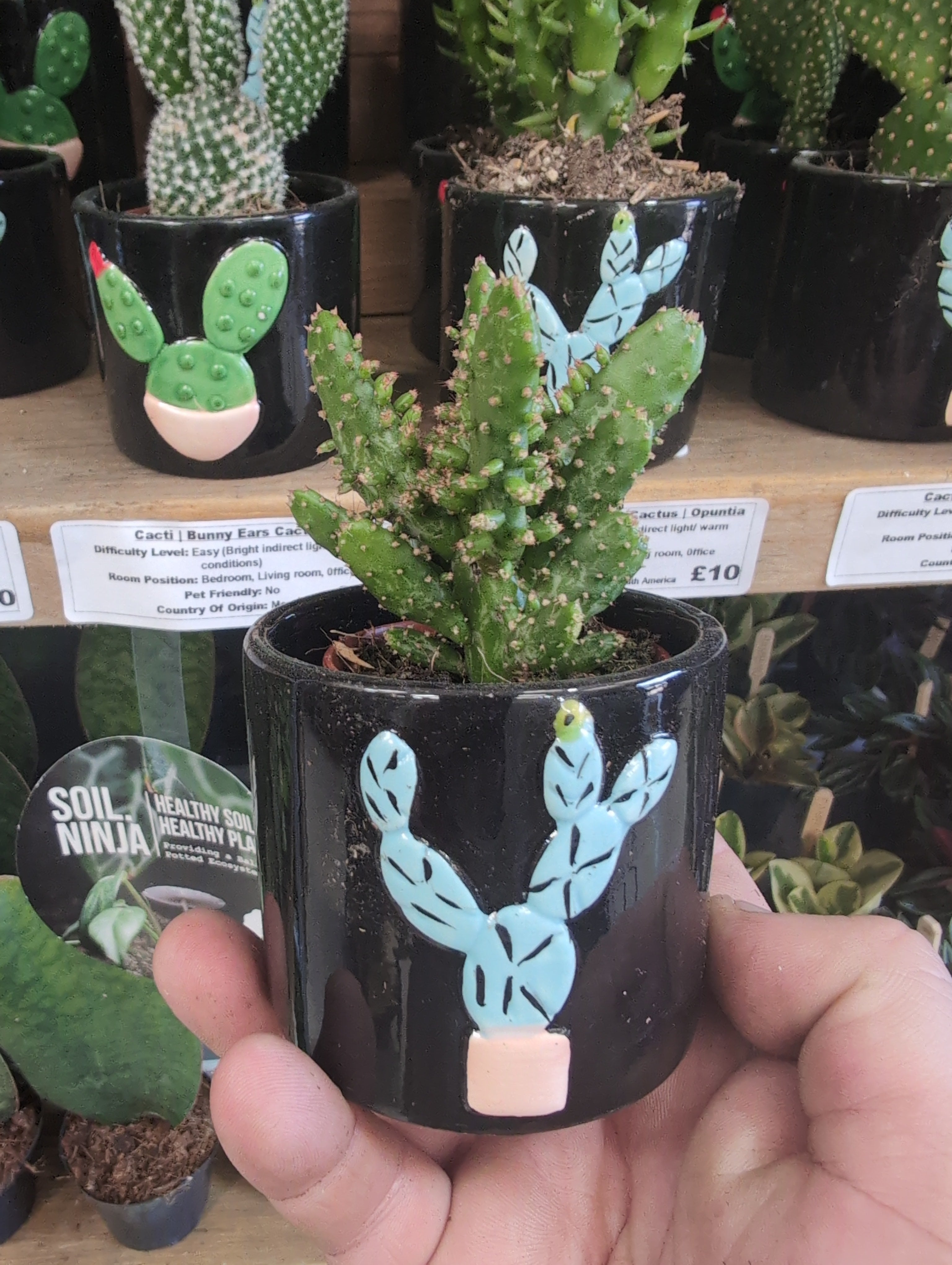 Monstrose Prickly Pear | Opuntia monacantha f. monstruosa In Pot