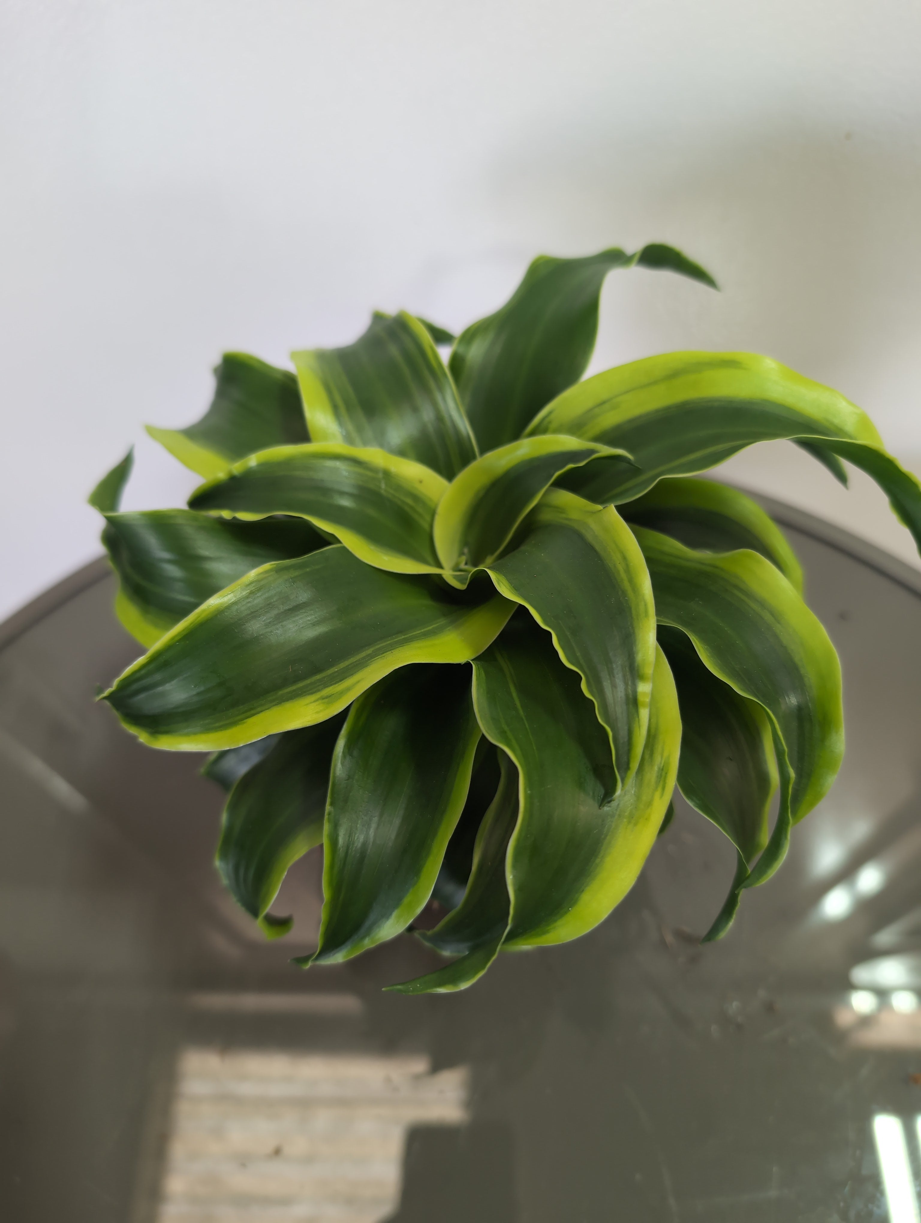 Tornado Dragon Tree | Dracaena Fragrans | Tornado