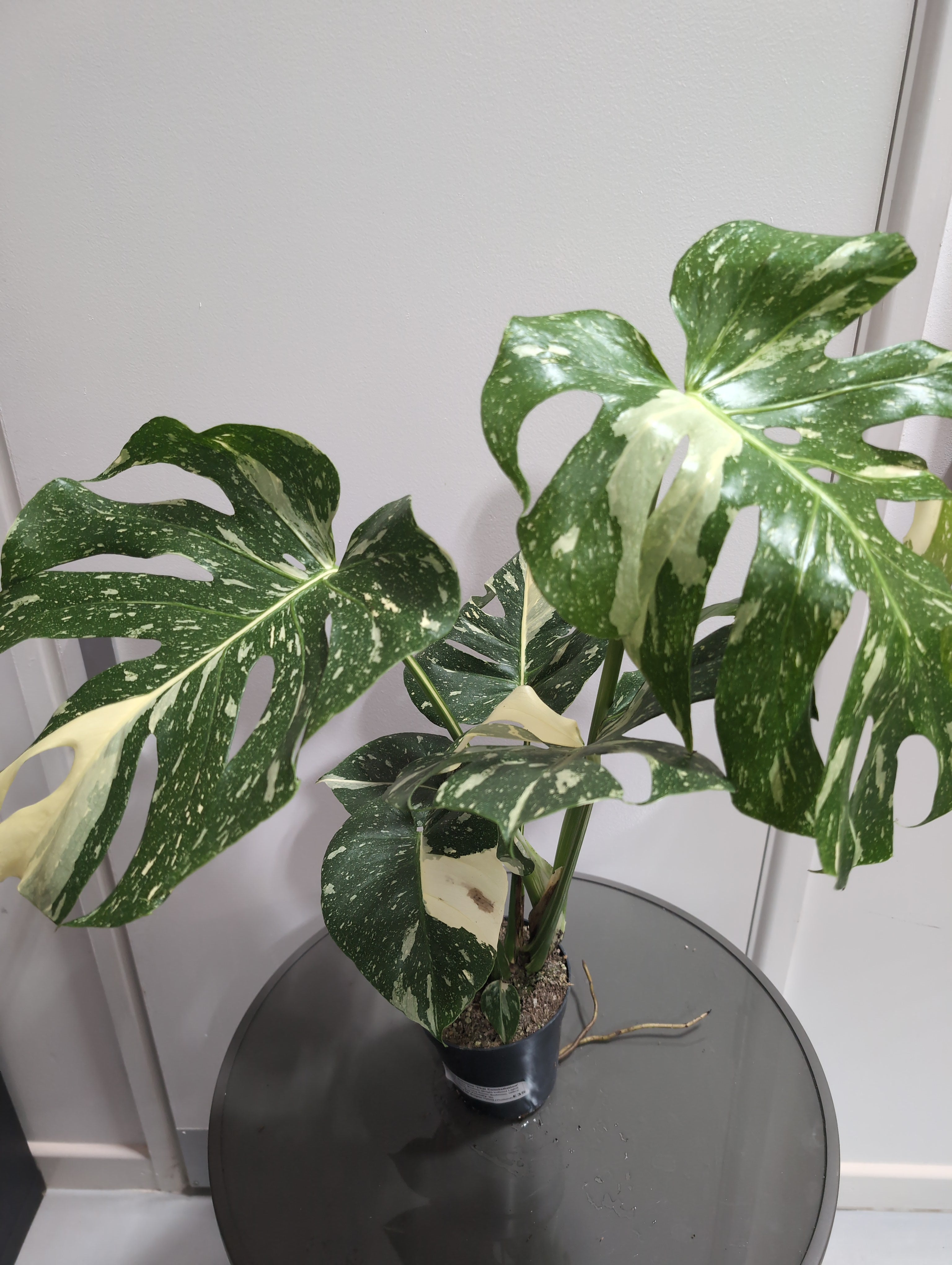 Monstera deliciosa | Thai Constellation