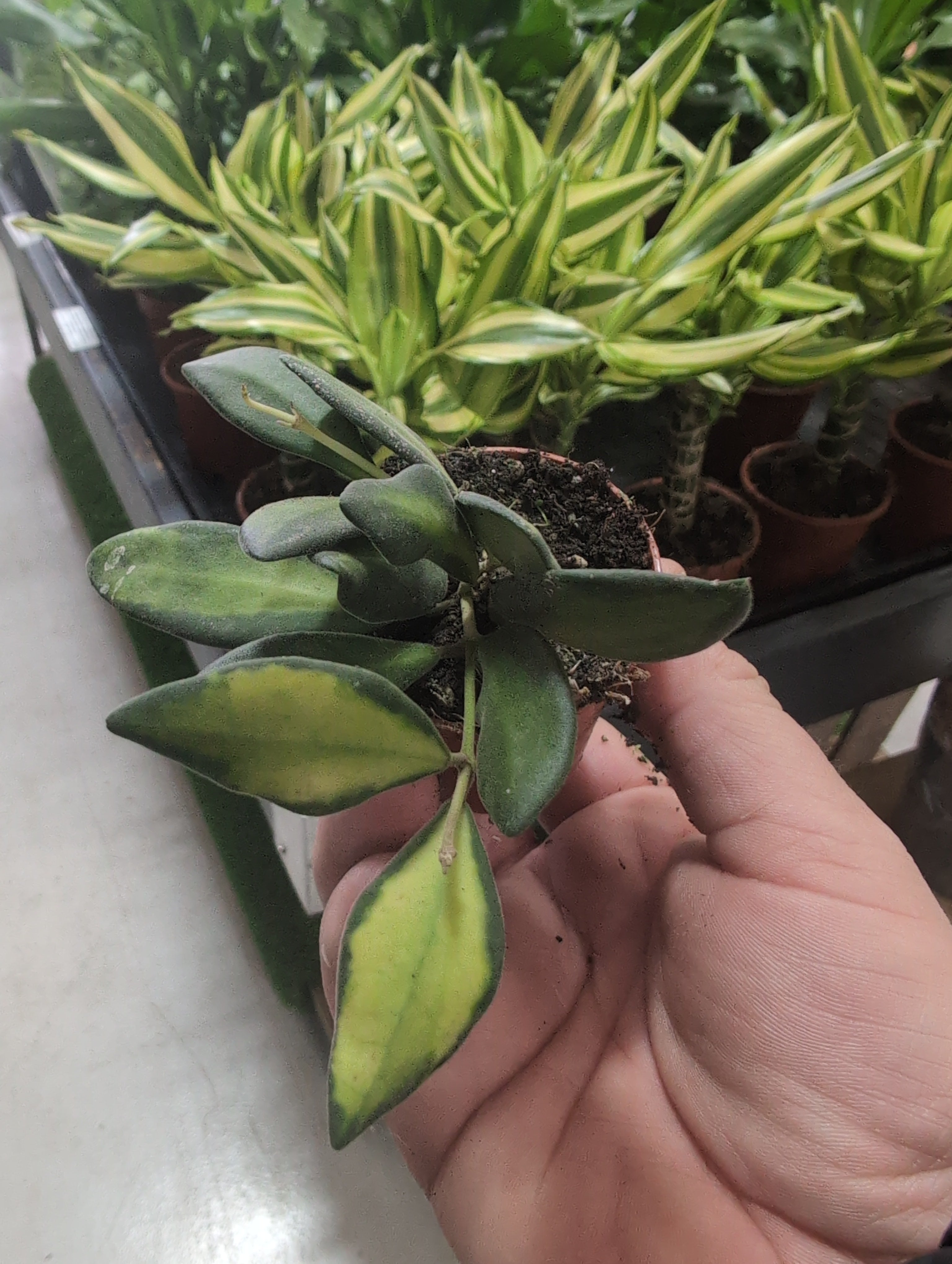 Hoya Burtoniae | Variegata
