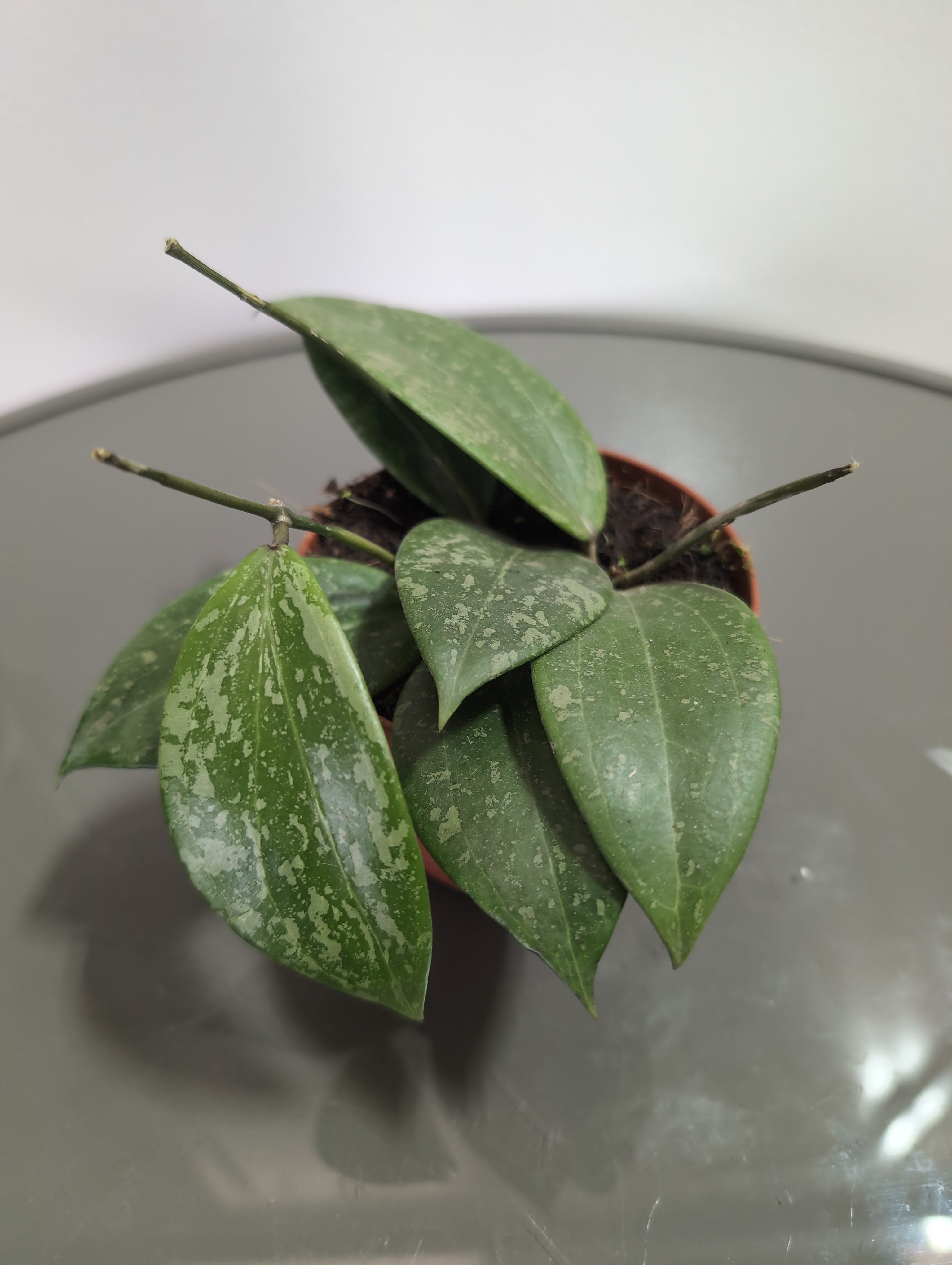 Hoya | Silver Spot | Silver Spot Wax Plant | 8cm