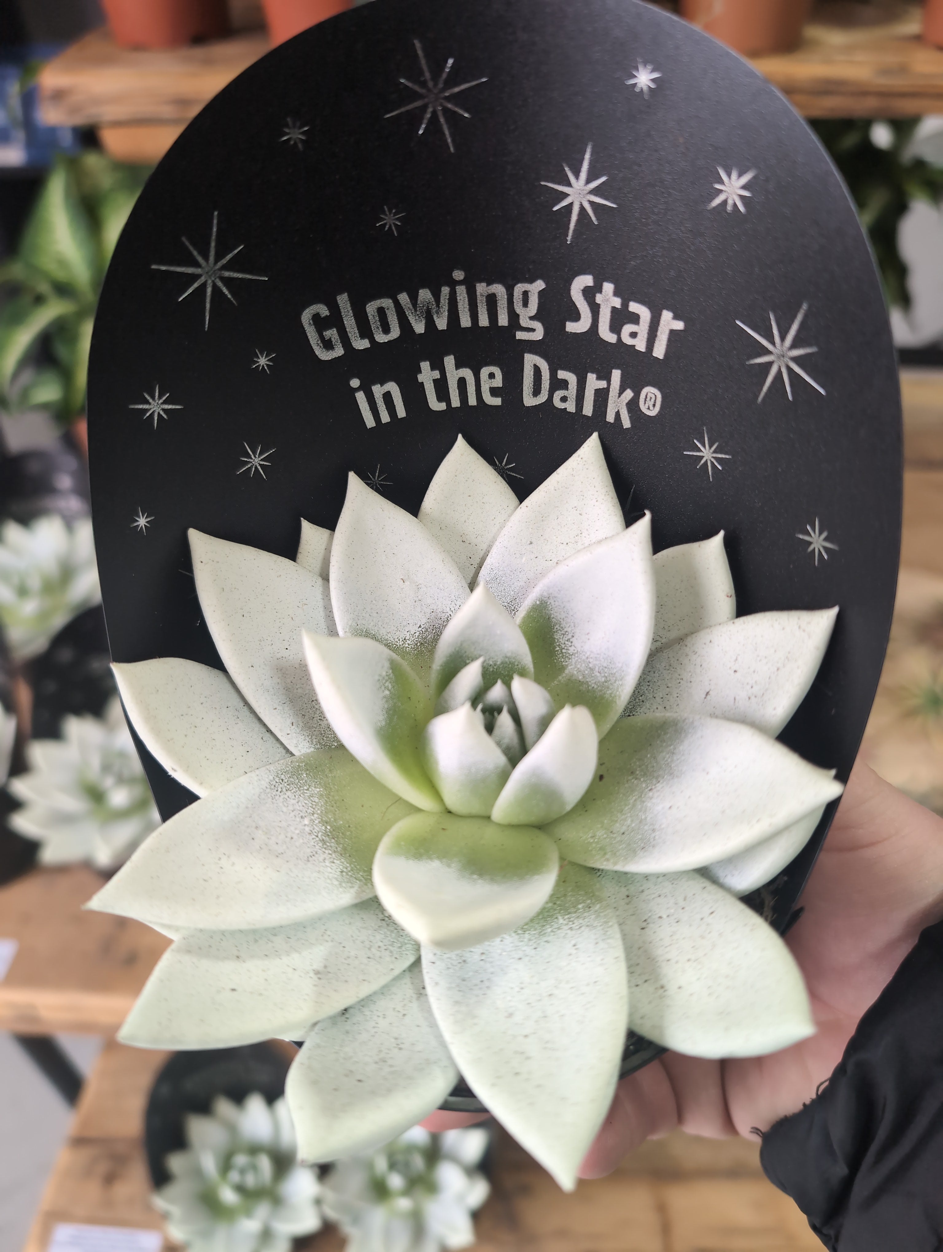 Echeveria | Mirana Glow In The Dark