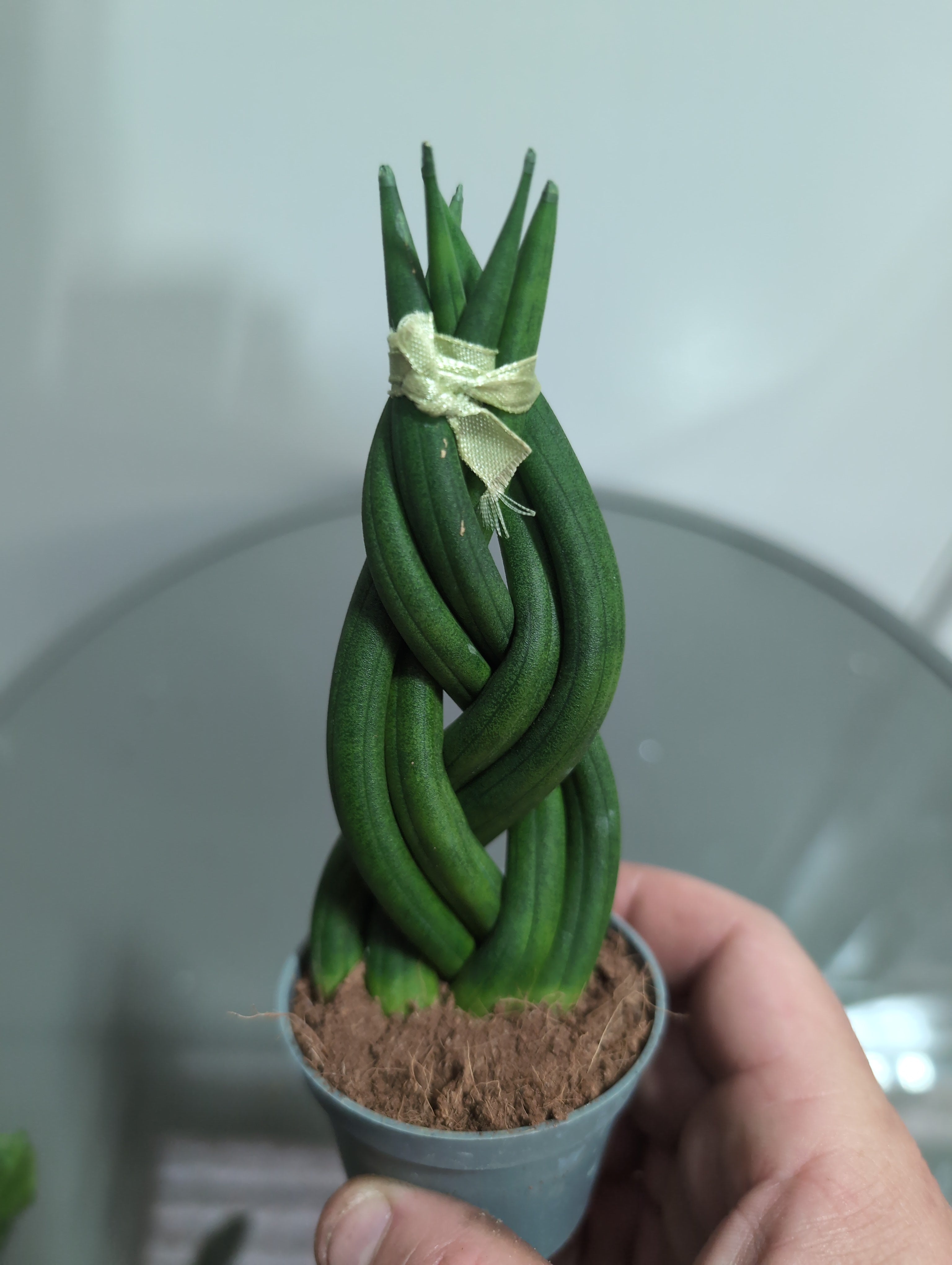 Sansevieria cylindrica | Braided Snake Plant | 6cm