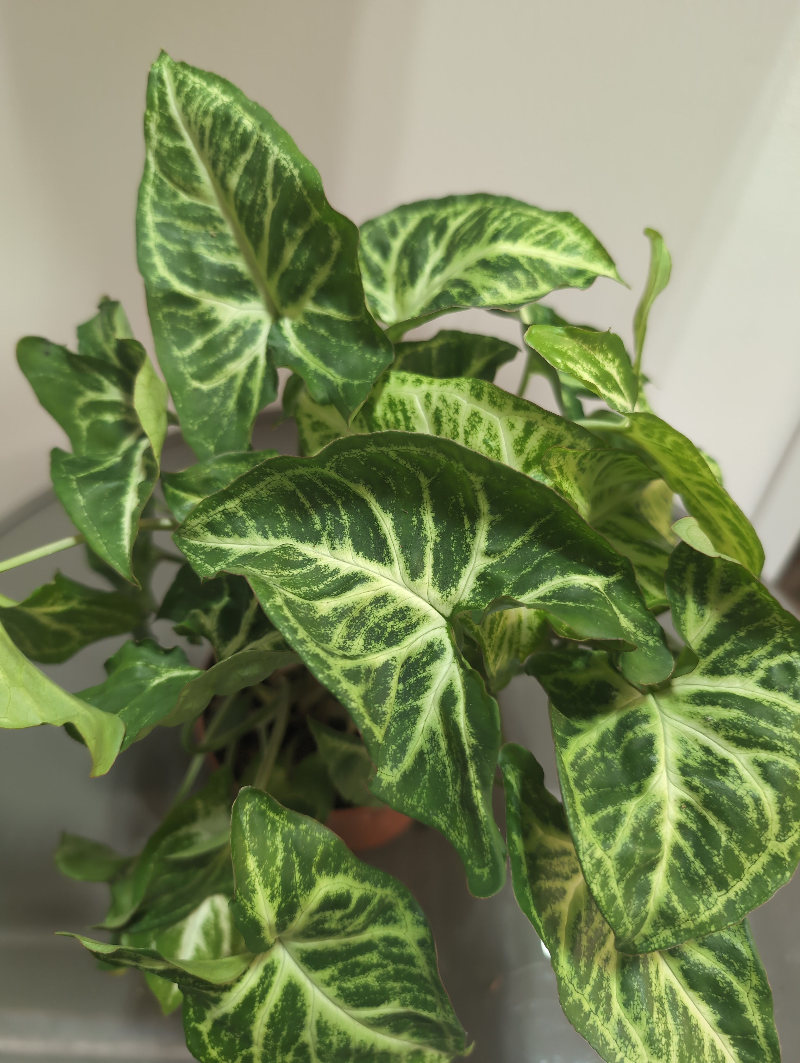 Arrowhead Plant | Syngonium podophyllum 'Arrow'