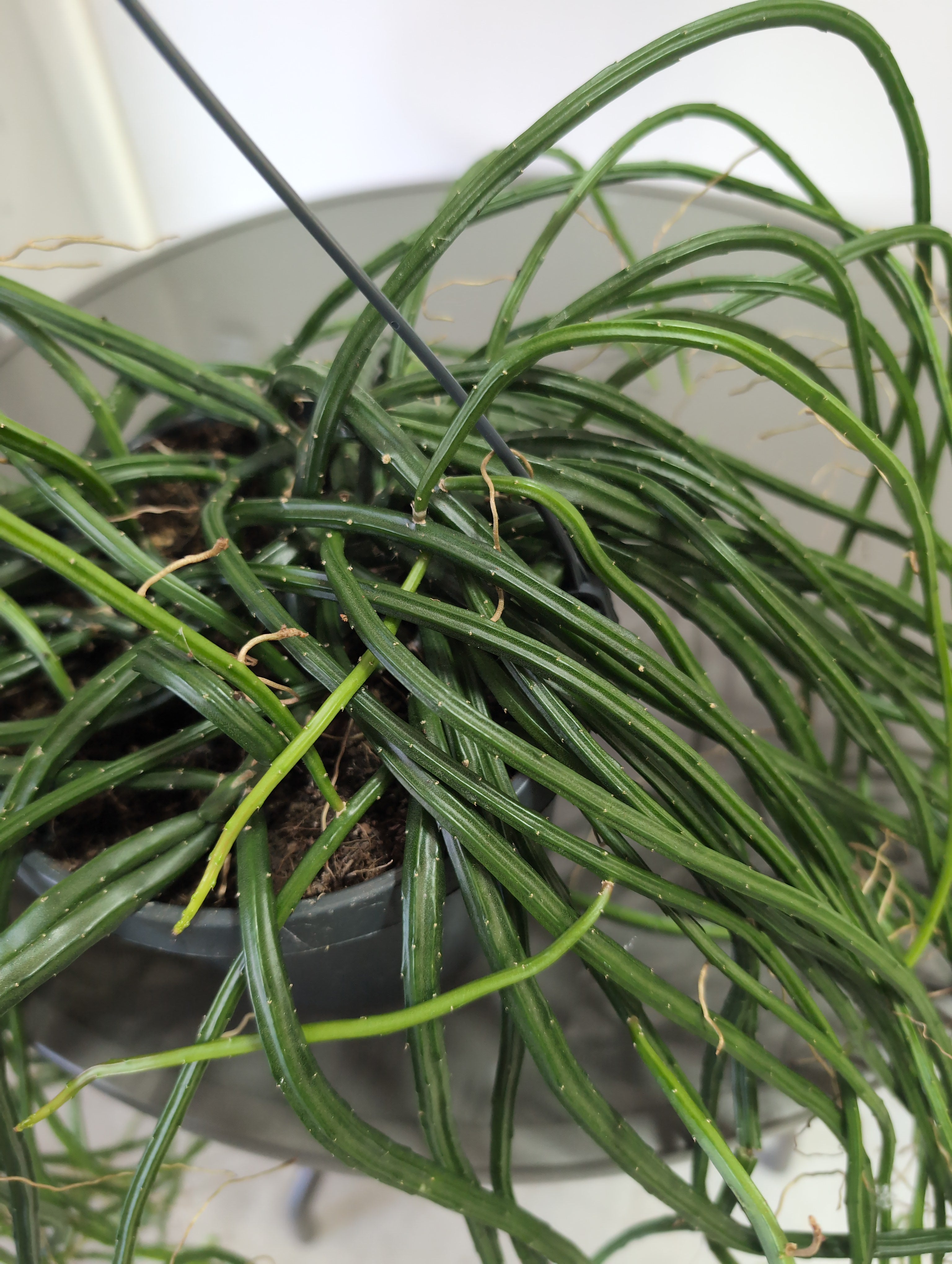 Werckle’s Moonlight Cactus | Selenicereus Wercklei | Hanging Pot