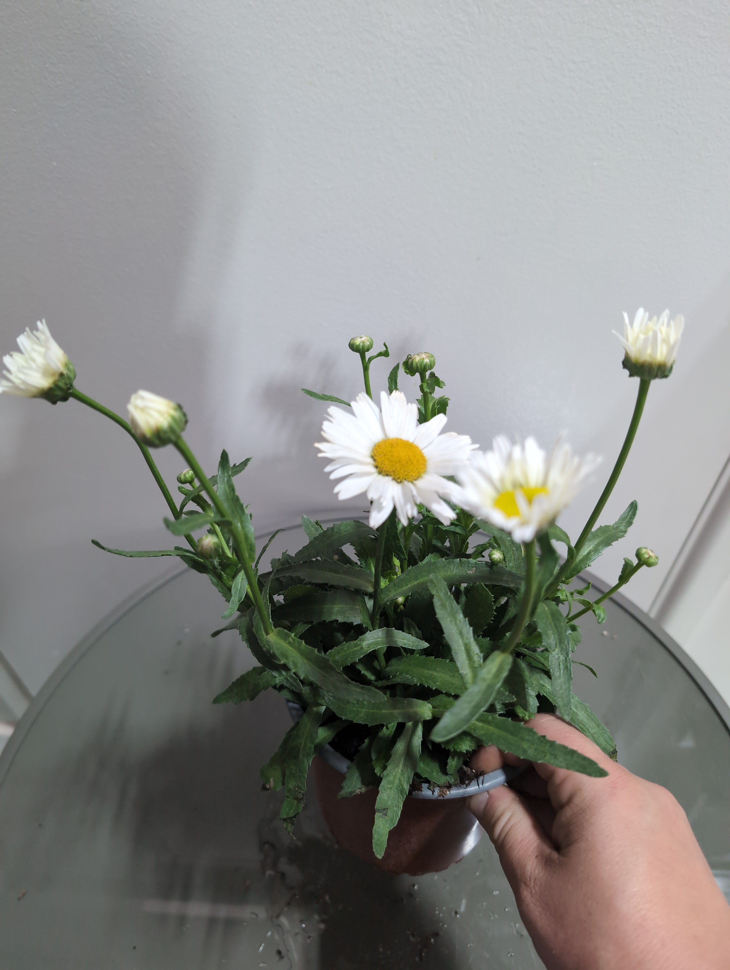 Leucanthemum | Snow Lady