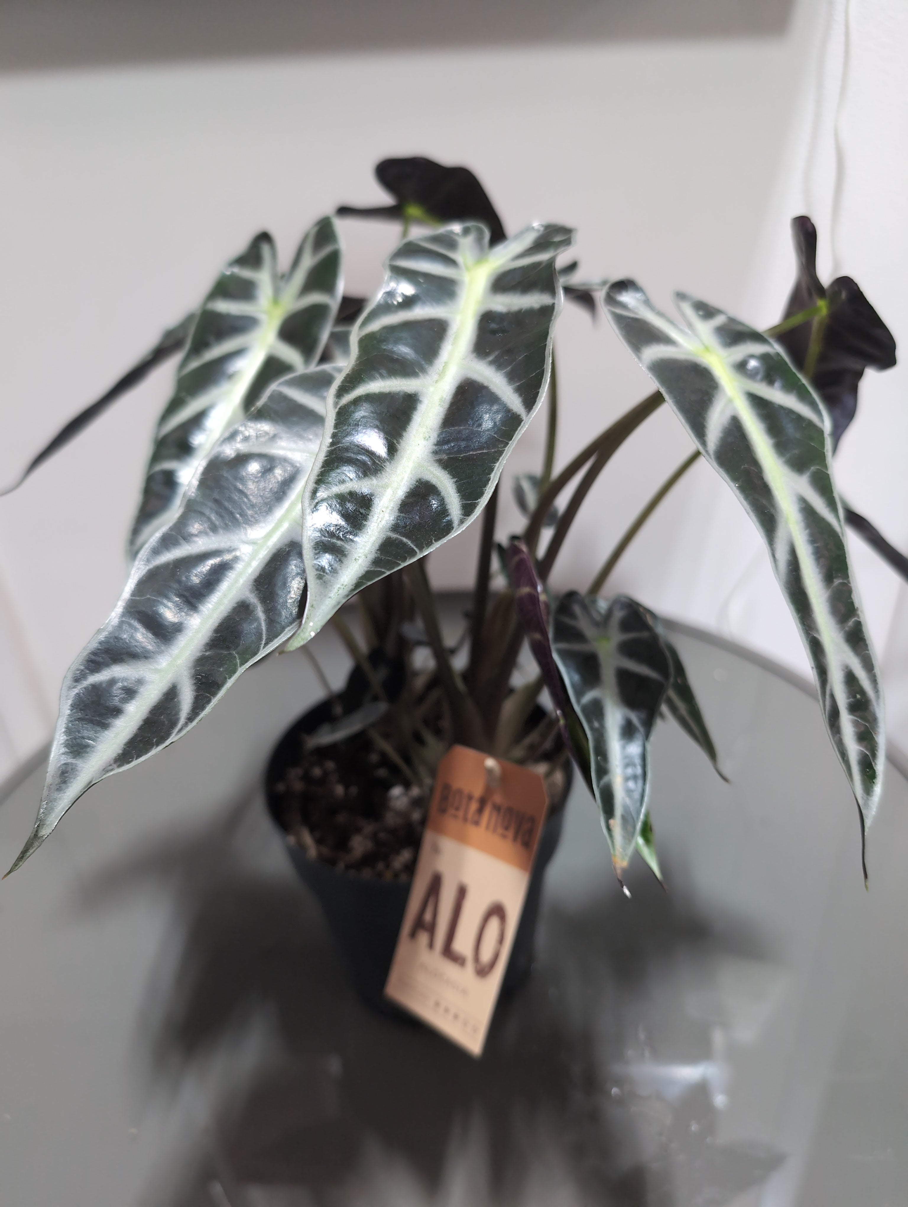 Alocasia | Polly | African Mask Plant | 16cm