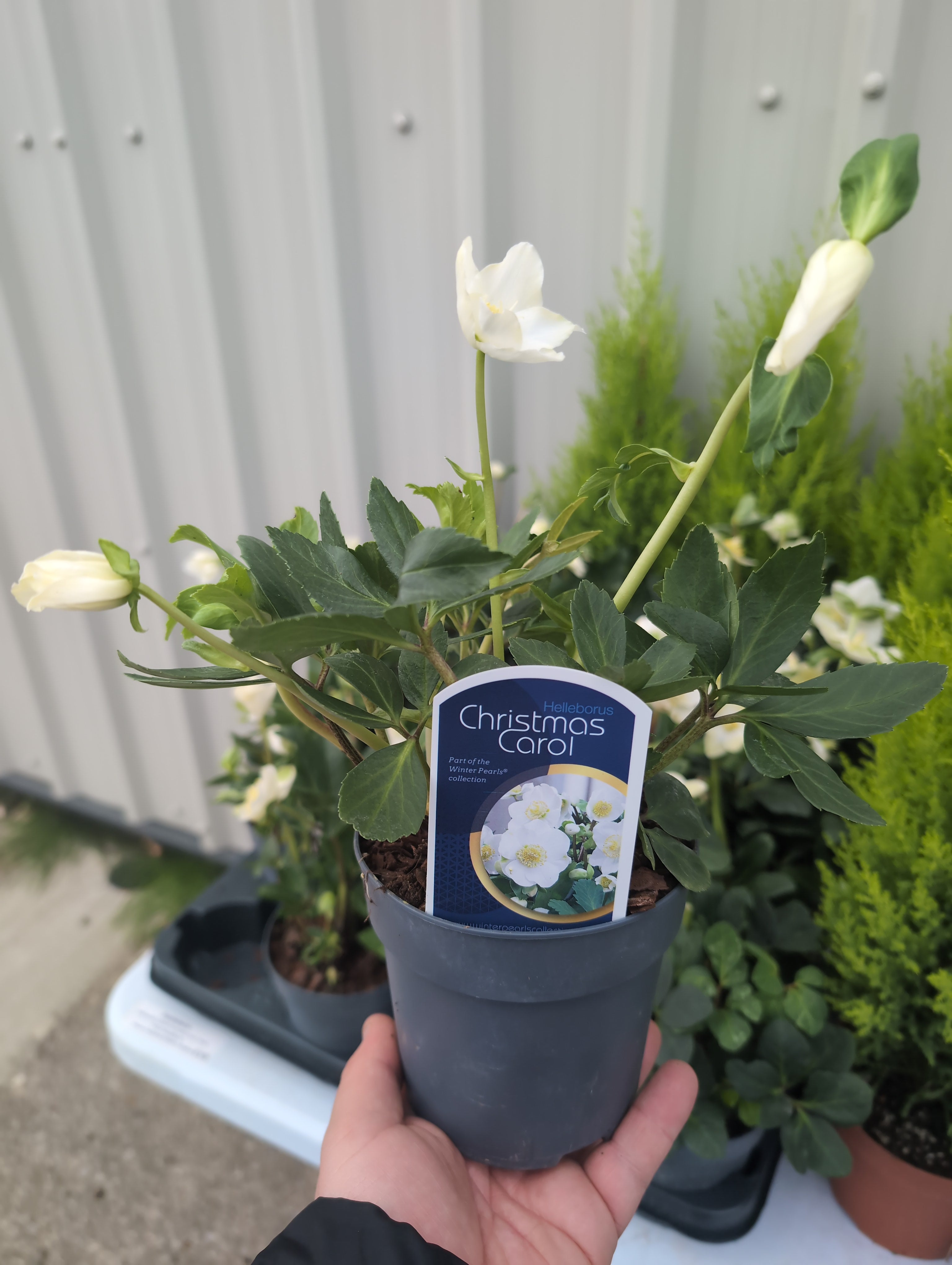 Hellebore | Christmas Carol