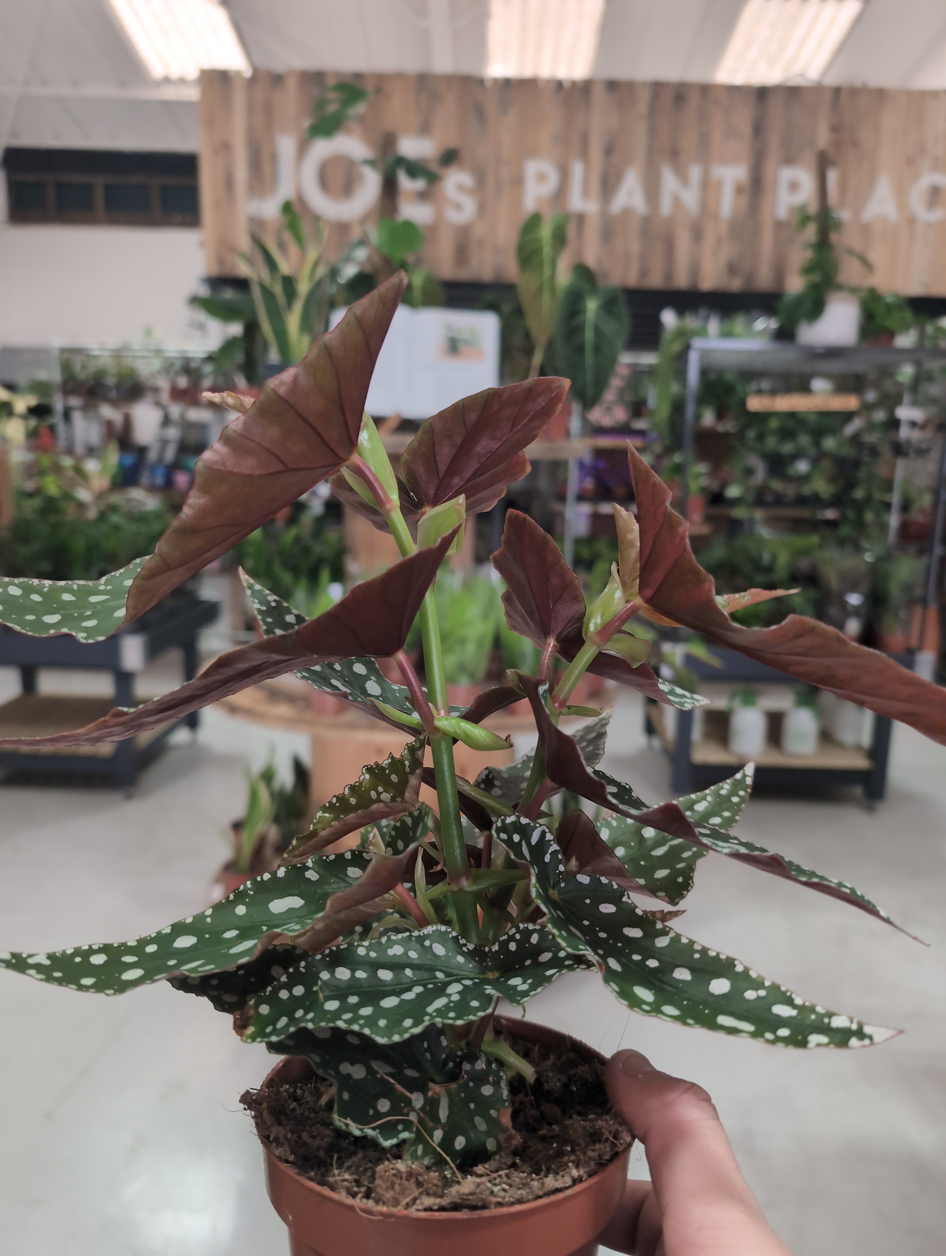 Polka Dot Begonia | Begonia maculata | Spotted Green | 12cm