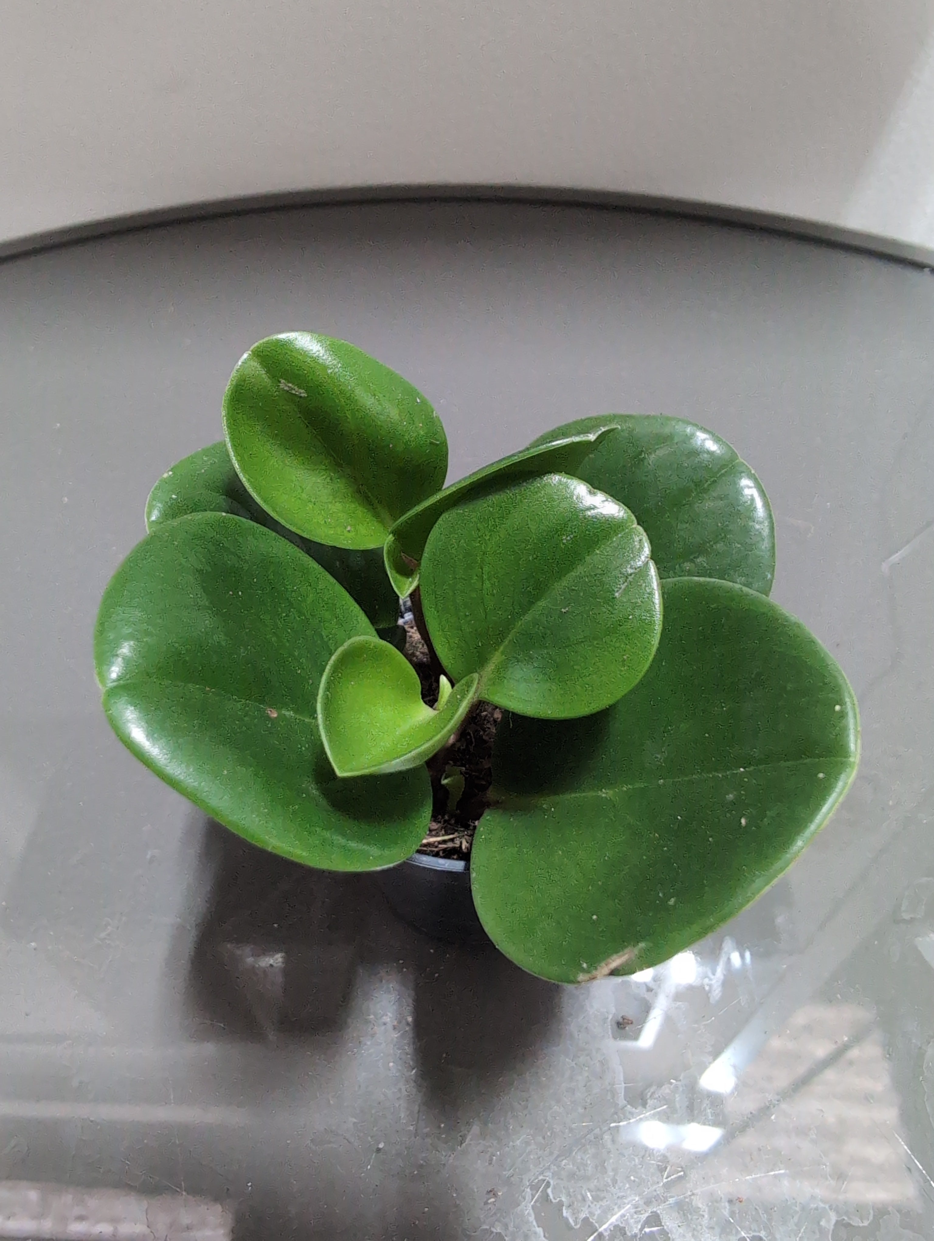 Peperomia Obtusifolia | Baby Rubber Plant