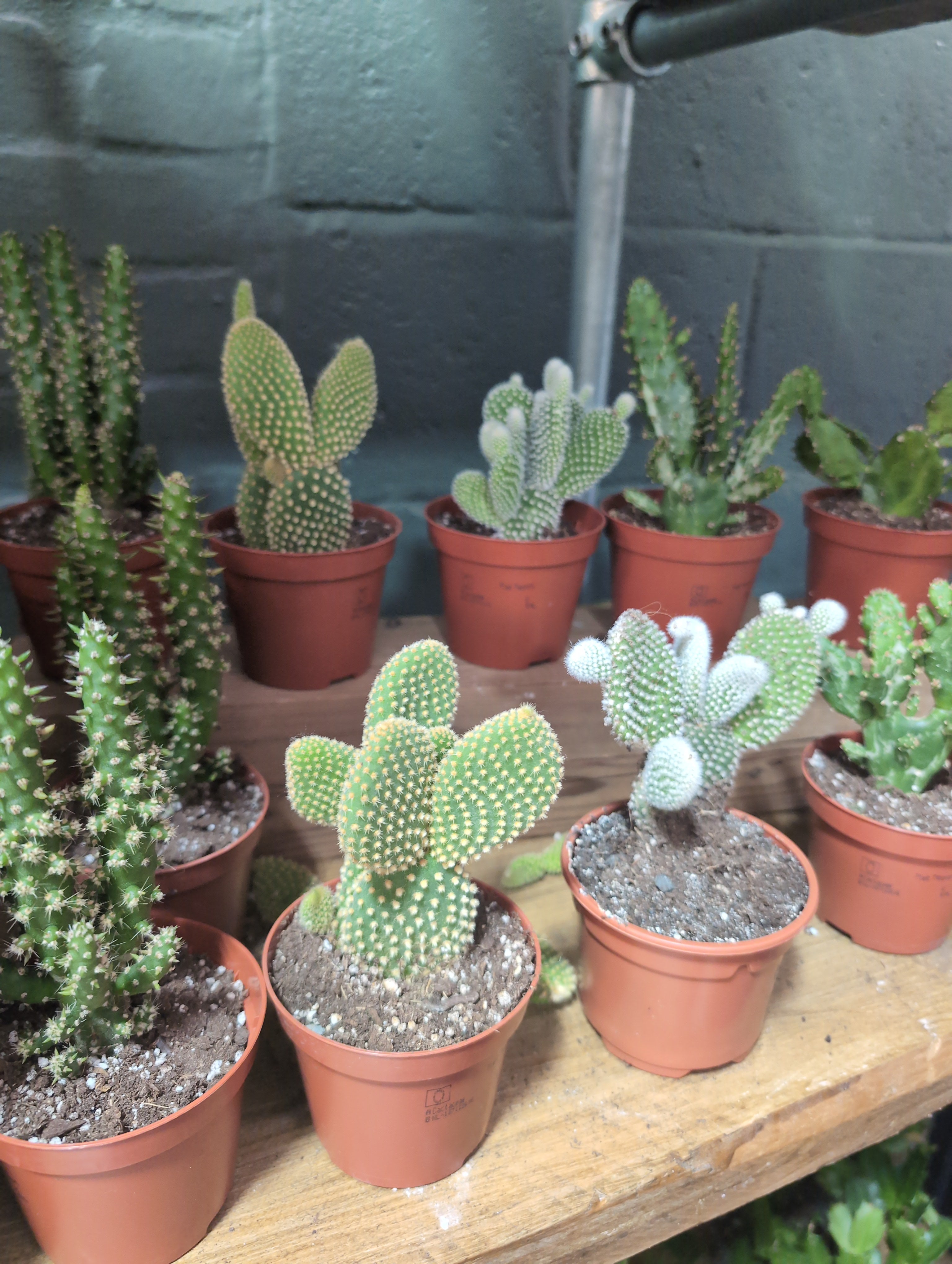 Cacti Bolcactus Mix