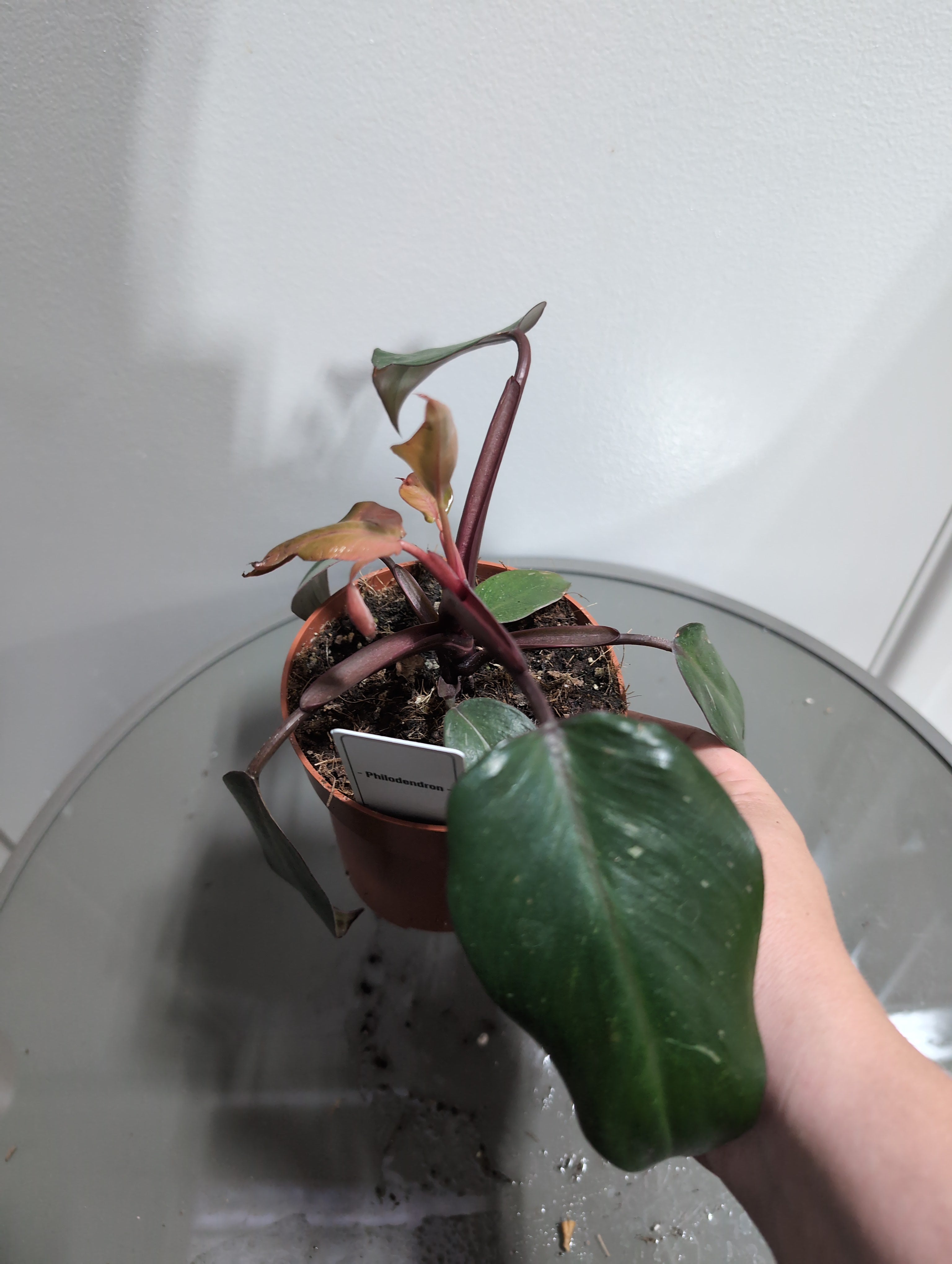 Philodendron | Pink Princess