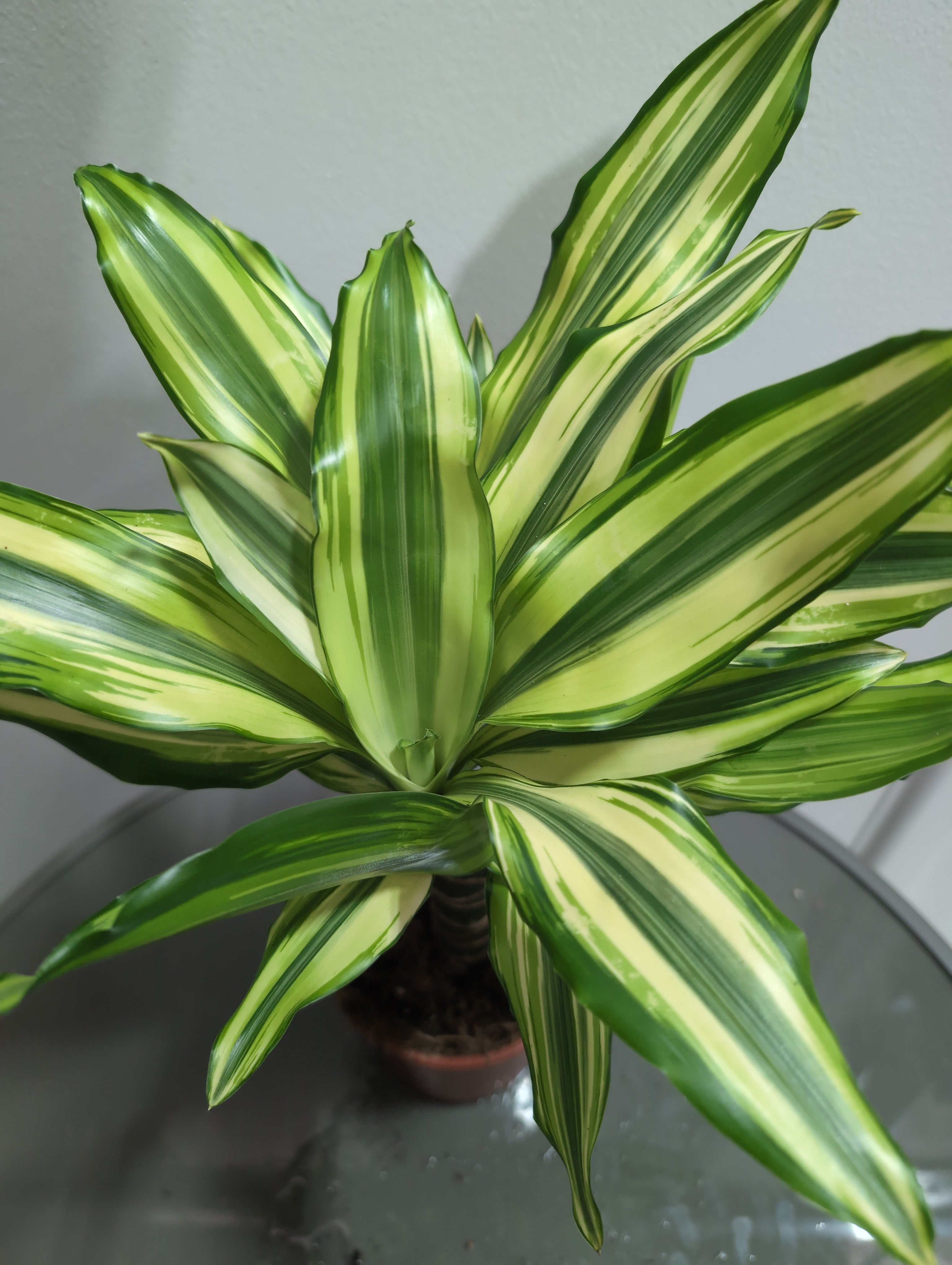 Dragon Tree | Yellow Coast Dracaena Fragrans