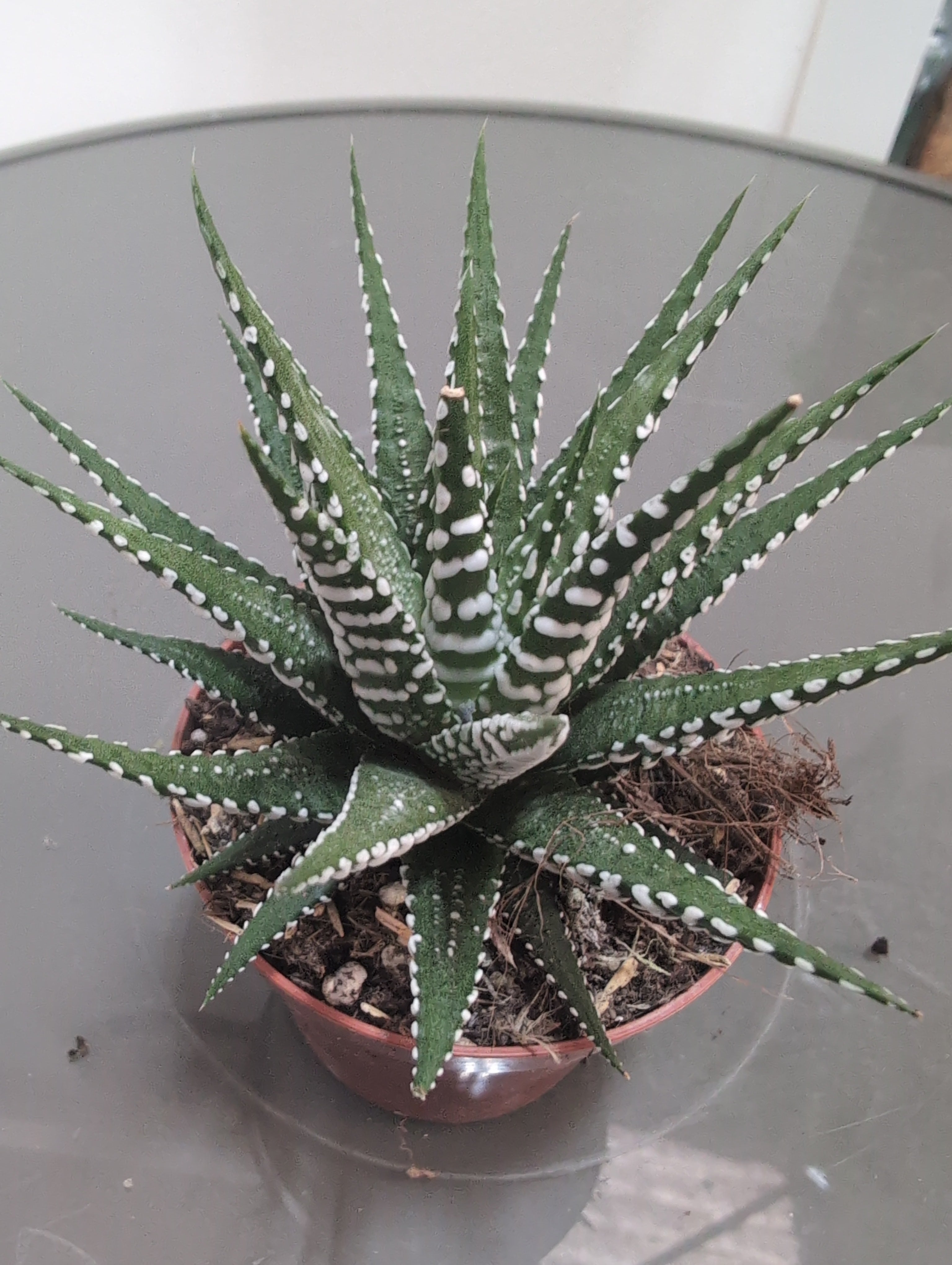 Aloe zebrina 'Dannyz'