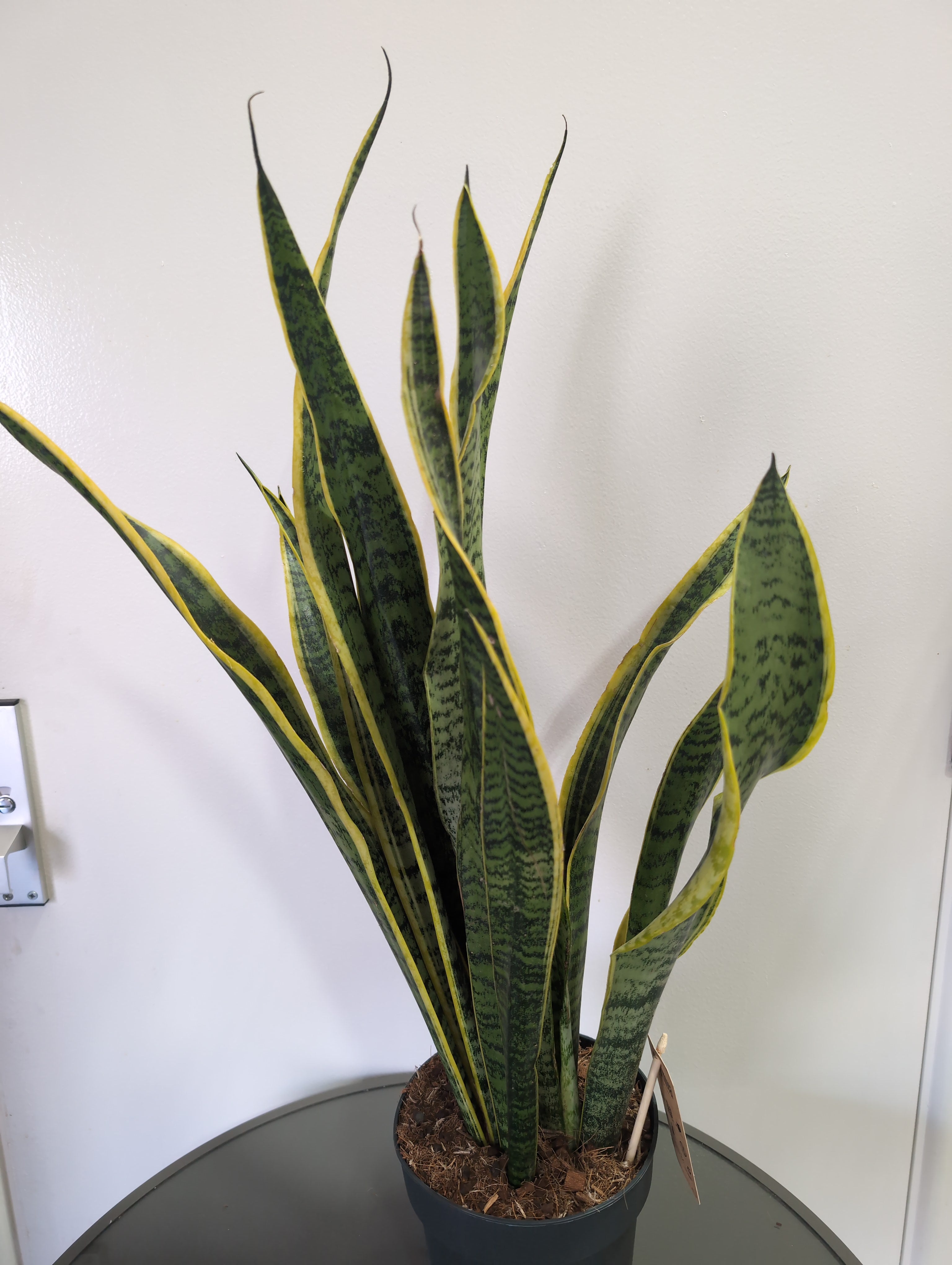 Sansevieria Laurentii XL | 17cm