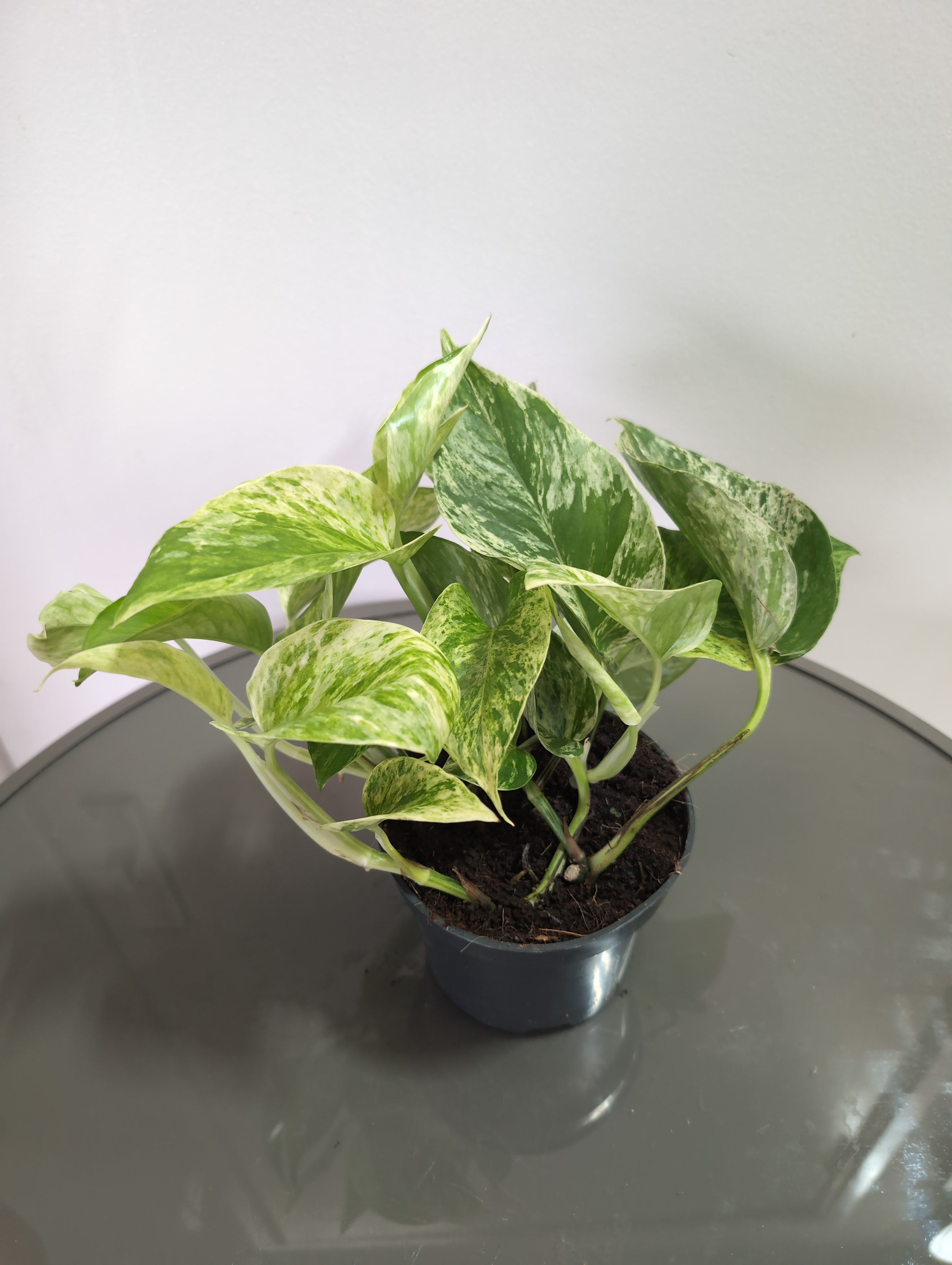 Epipremnum Marble Queen | Marble Queen Pothos