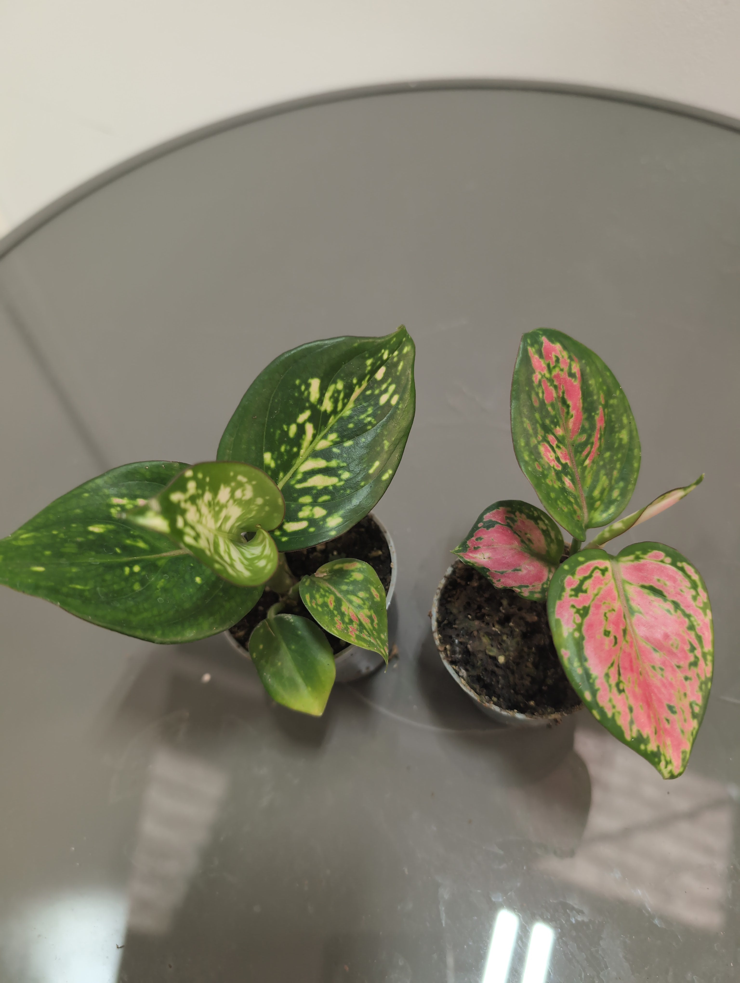 Aglaonema (Mixed)
