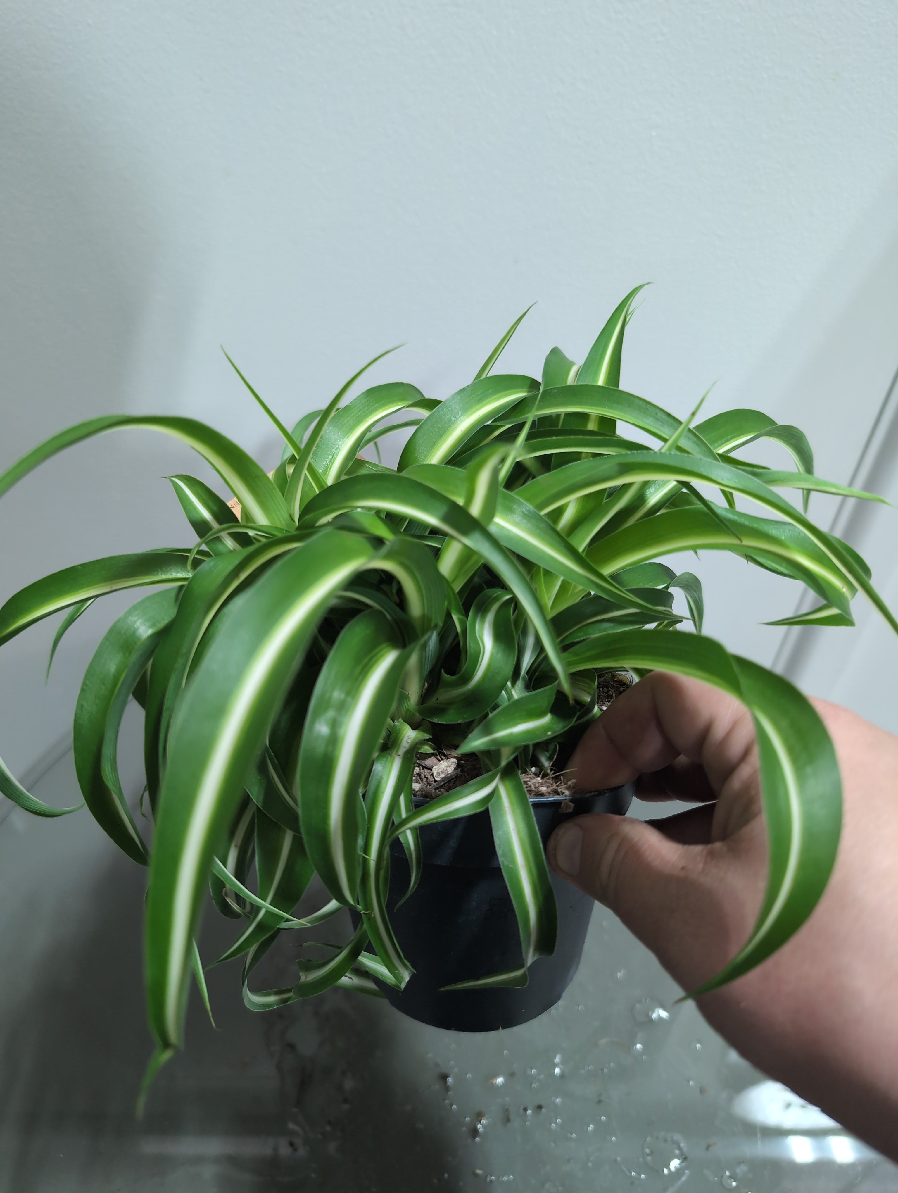 Spider Plant | Chlorophytum | Bonnie