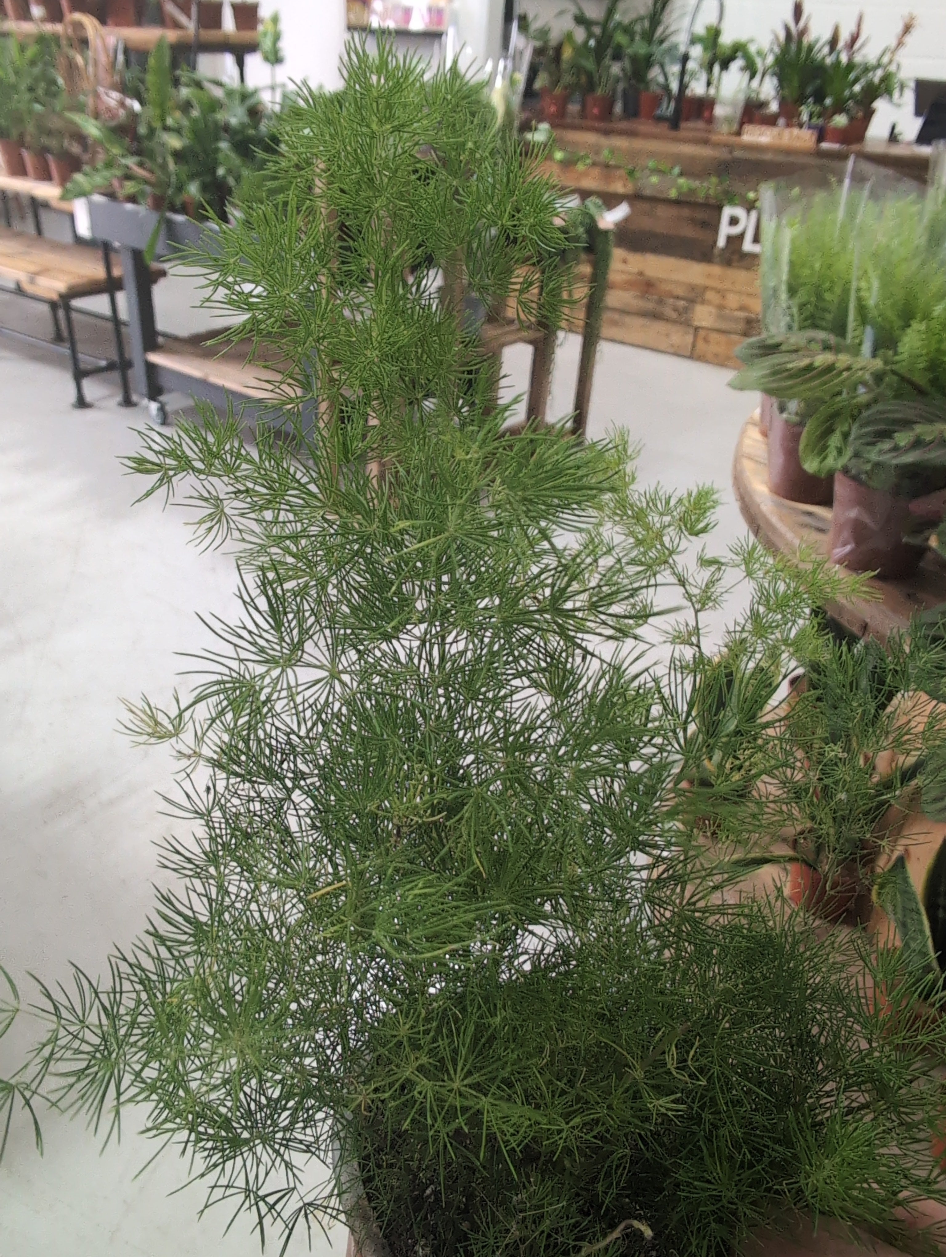 Umbrella Asparagus Fern | Asparagus umbellatus