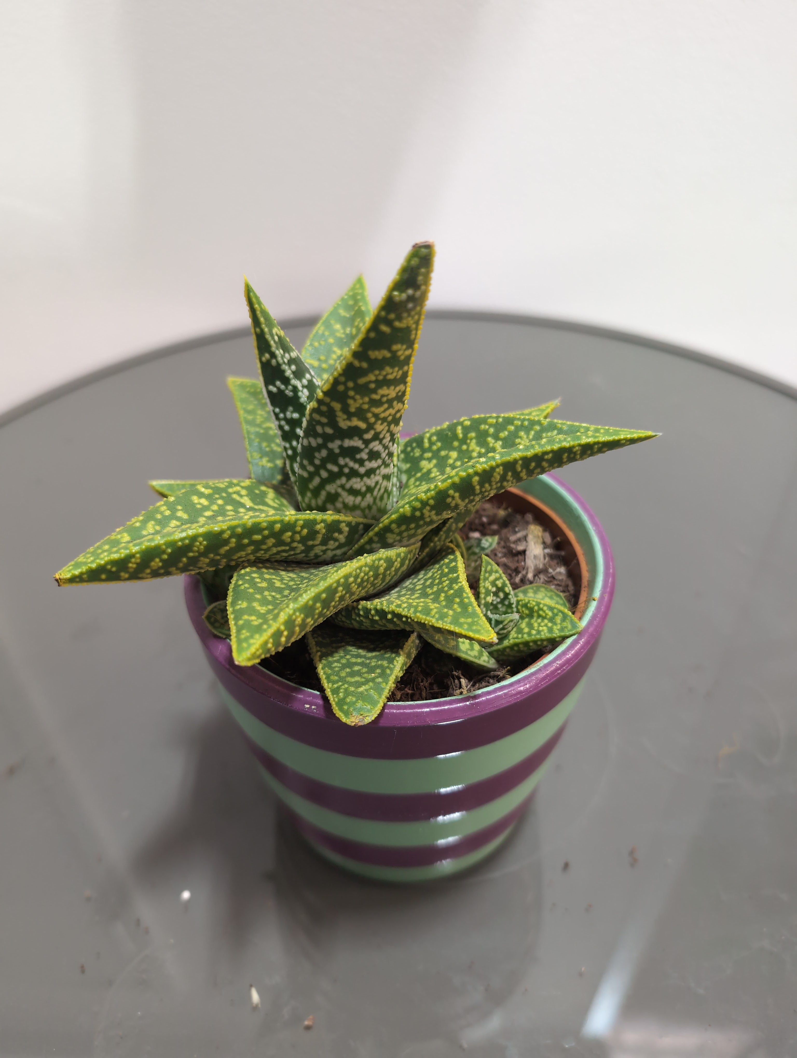 Hawthorthia "zebrina" -  *Artificial Colour* In ceramic