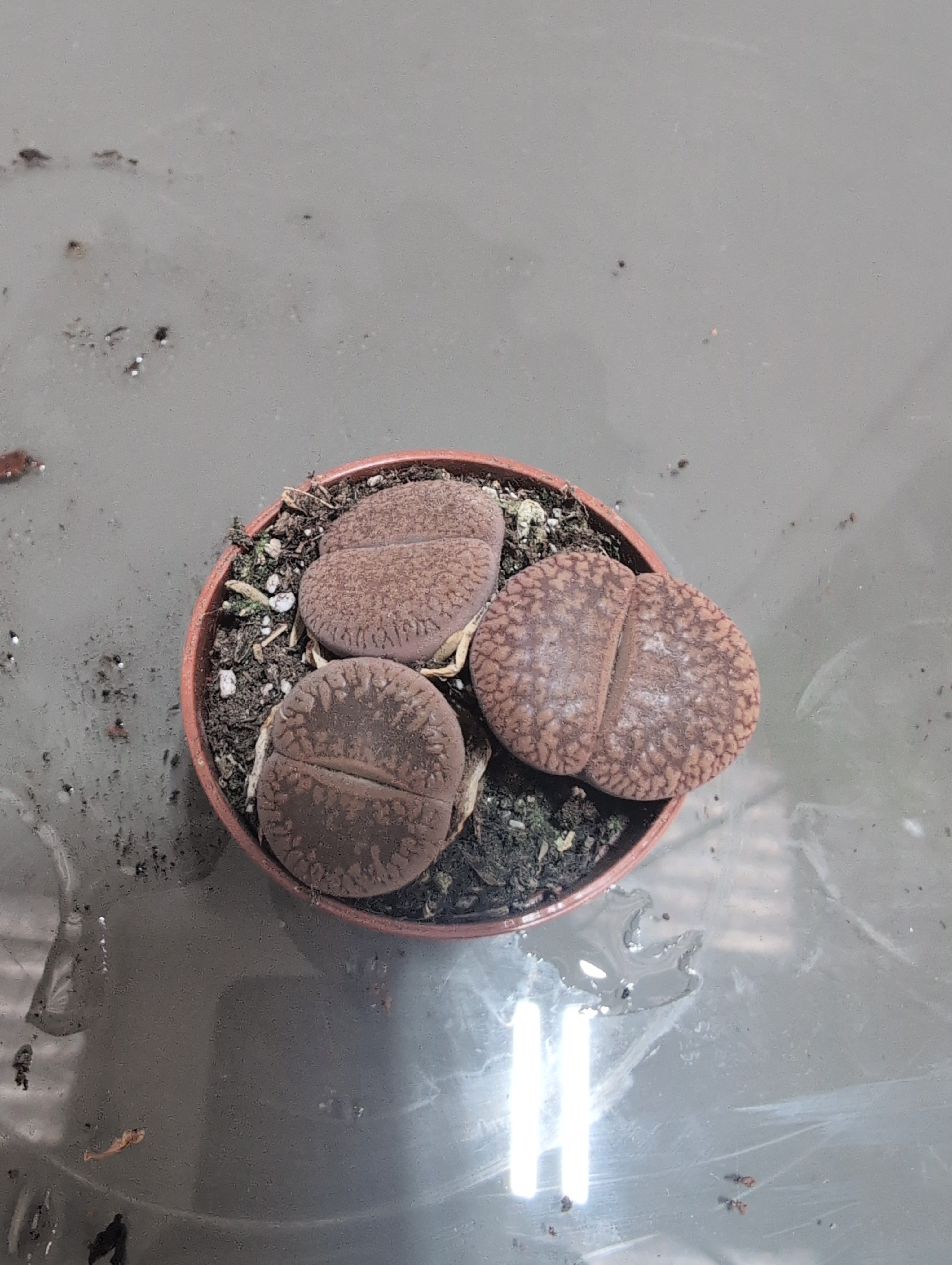 Lithops | Living Stones