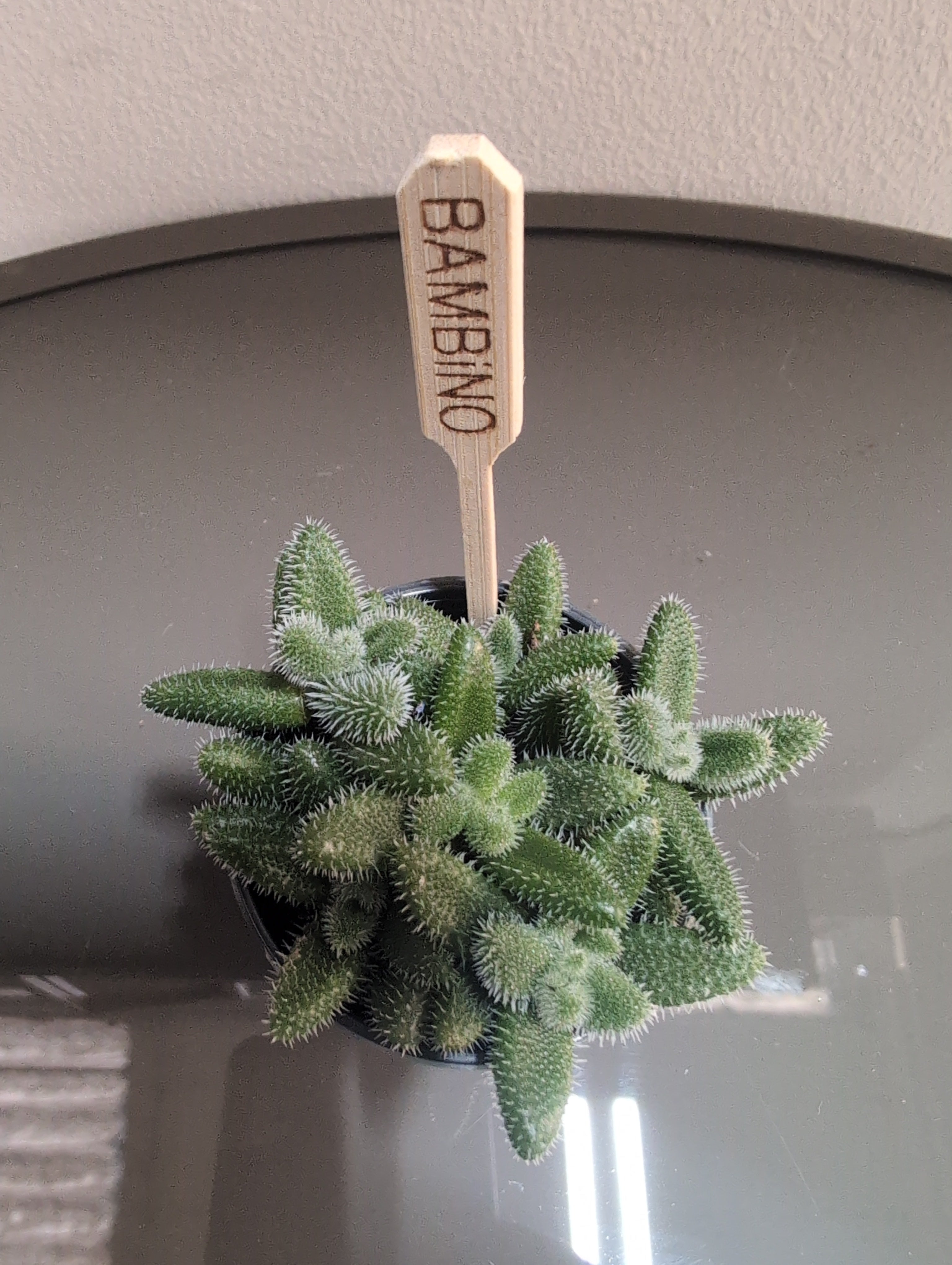 Pickle Plant | Delosperma echinatum.