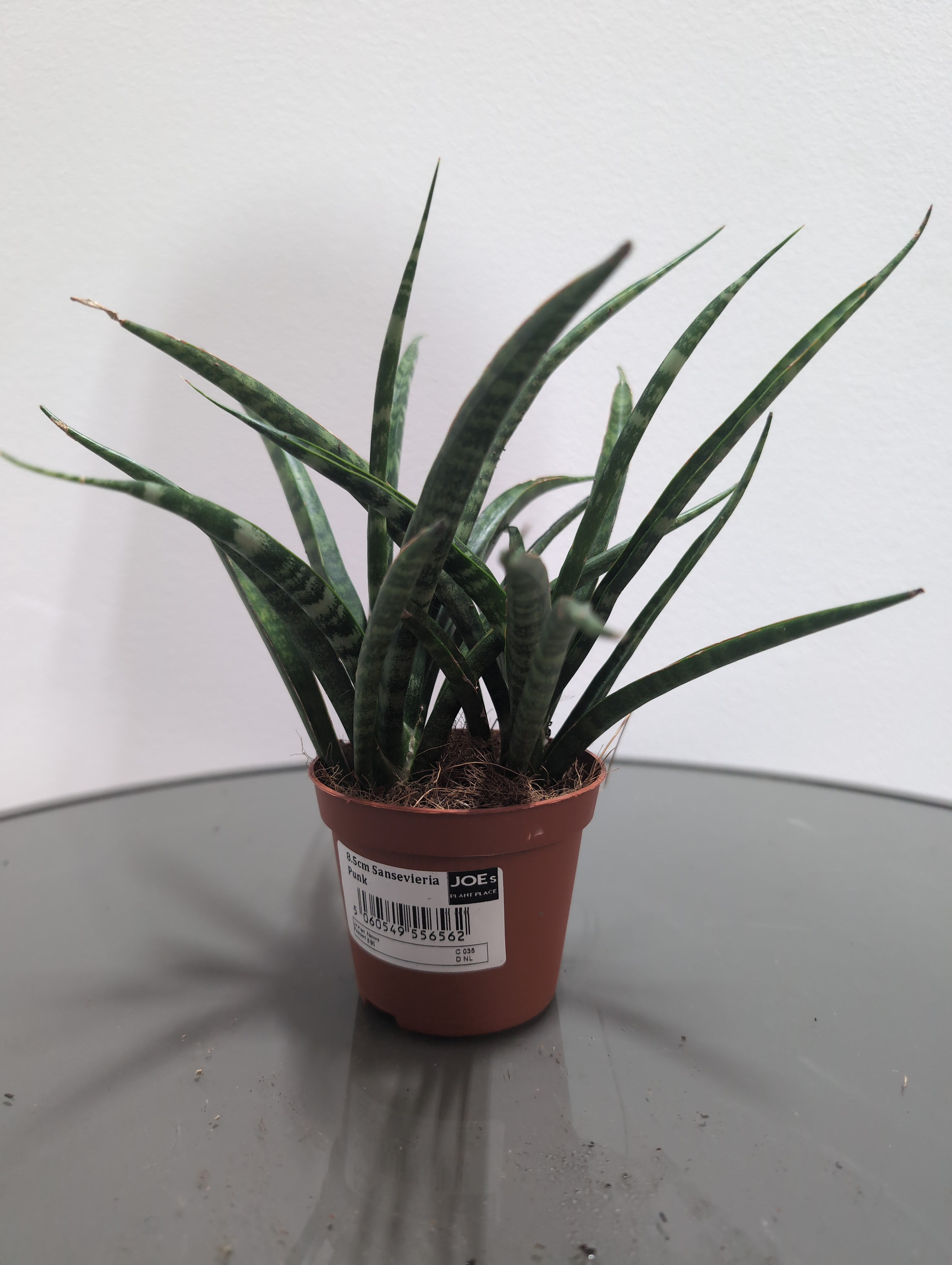 Sansevieria -  'Punk'