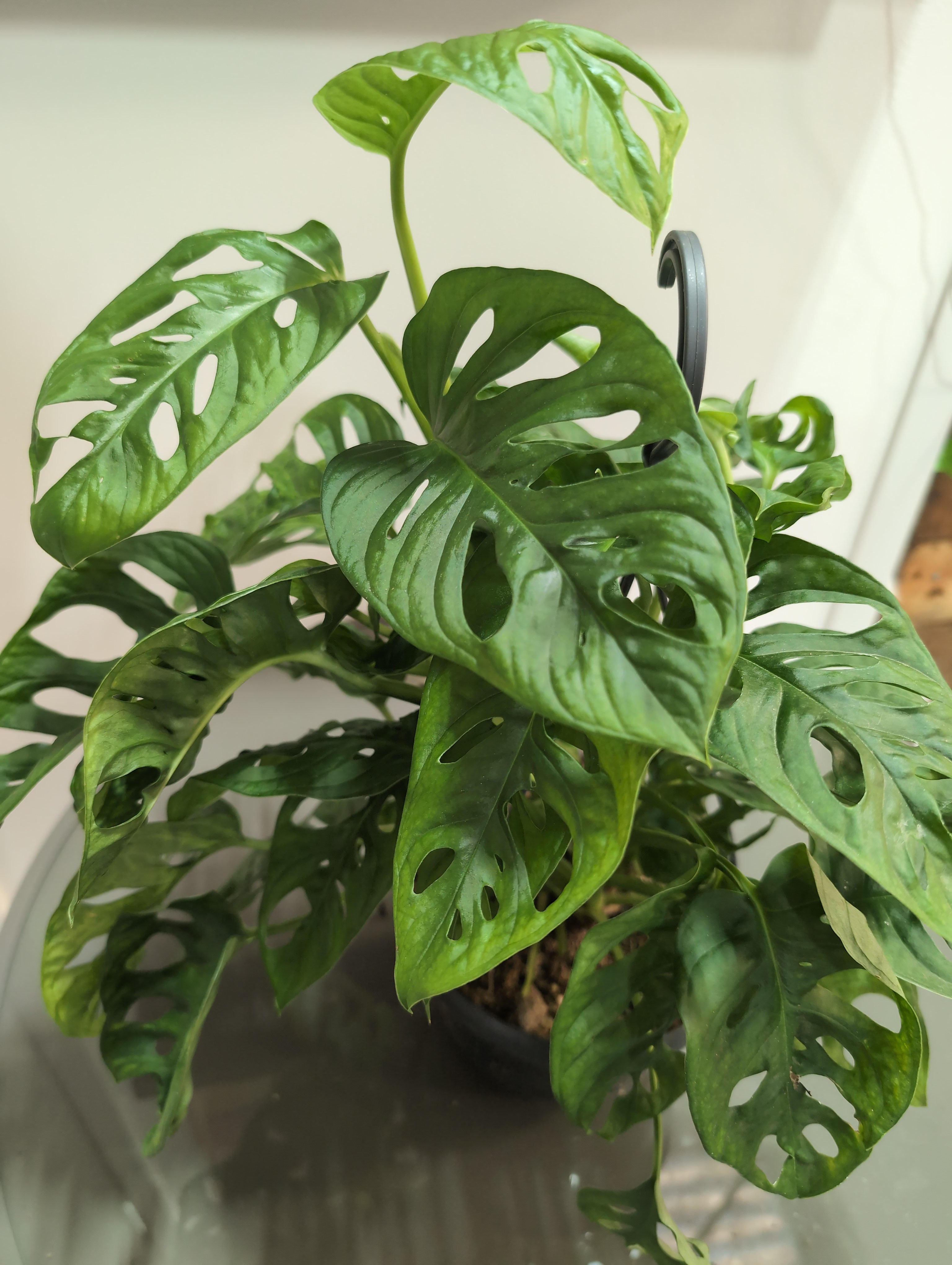 Swiss Cheese Plant | Monstera adansonii
