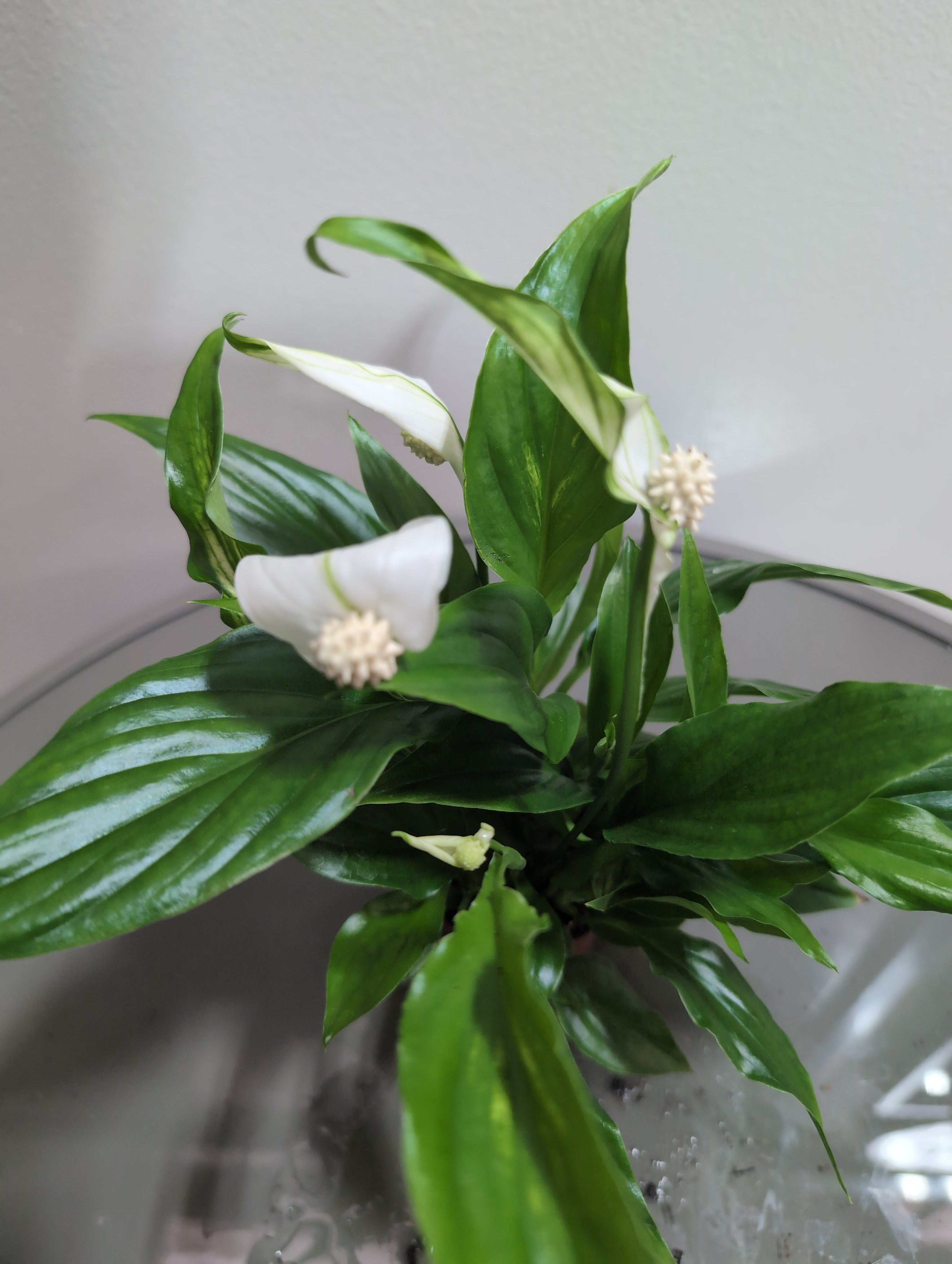 Peace Lily | Pearl Cupido | Spathiphyllum