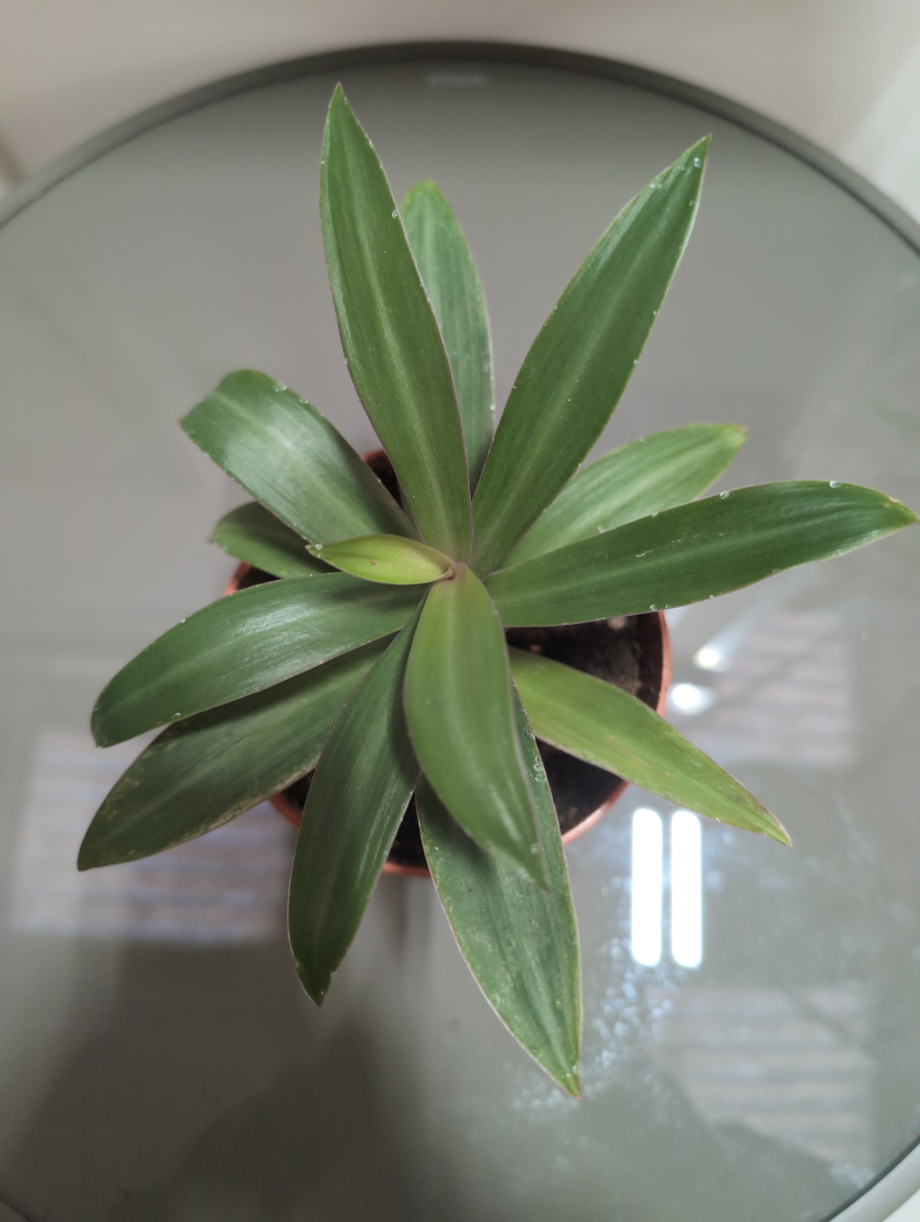 Tradescantia spathacea | Moses-in-the-Cradle