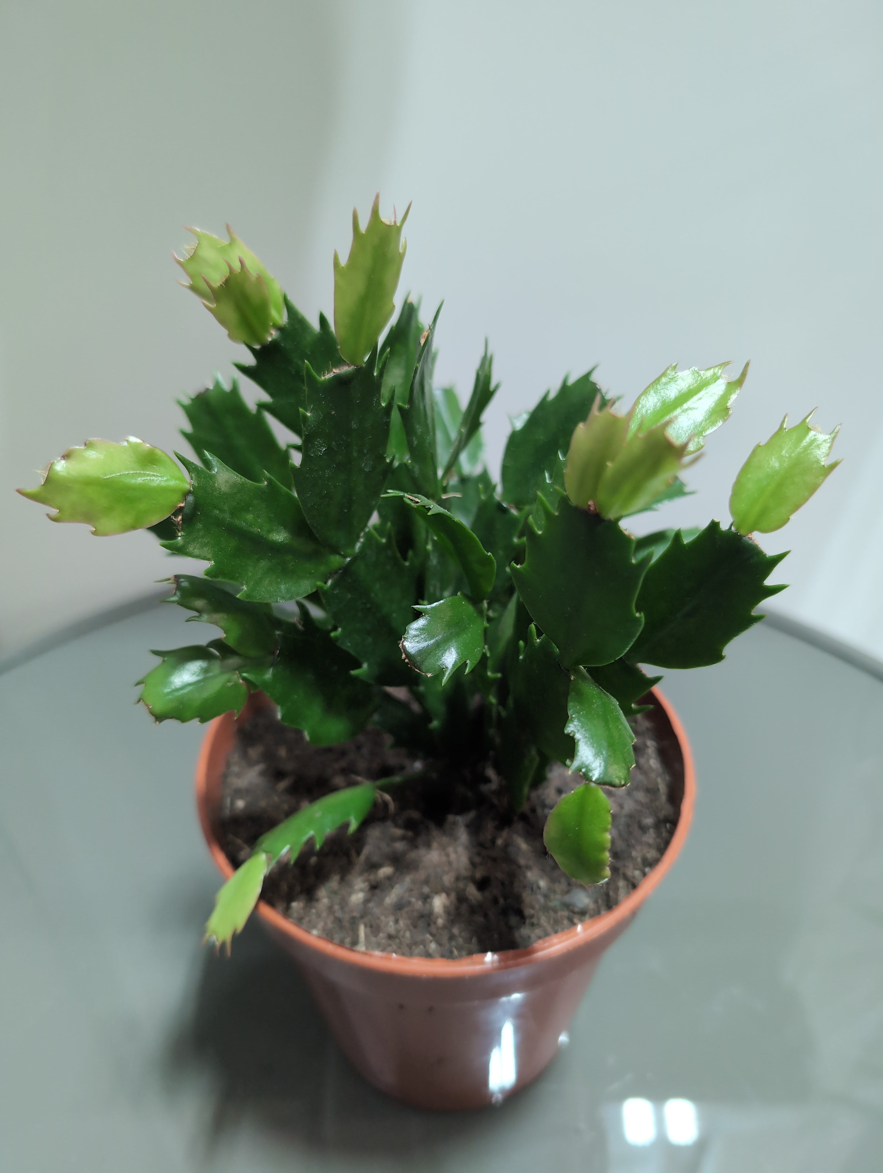Christmas Cactus | Schlumbergera