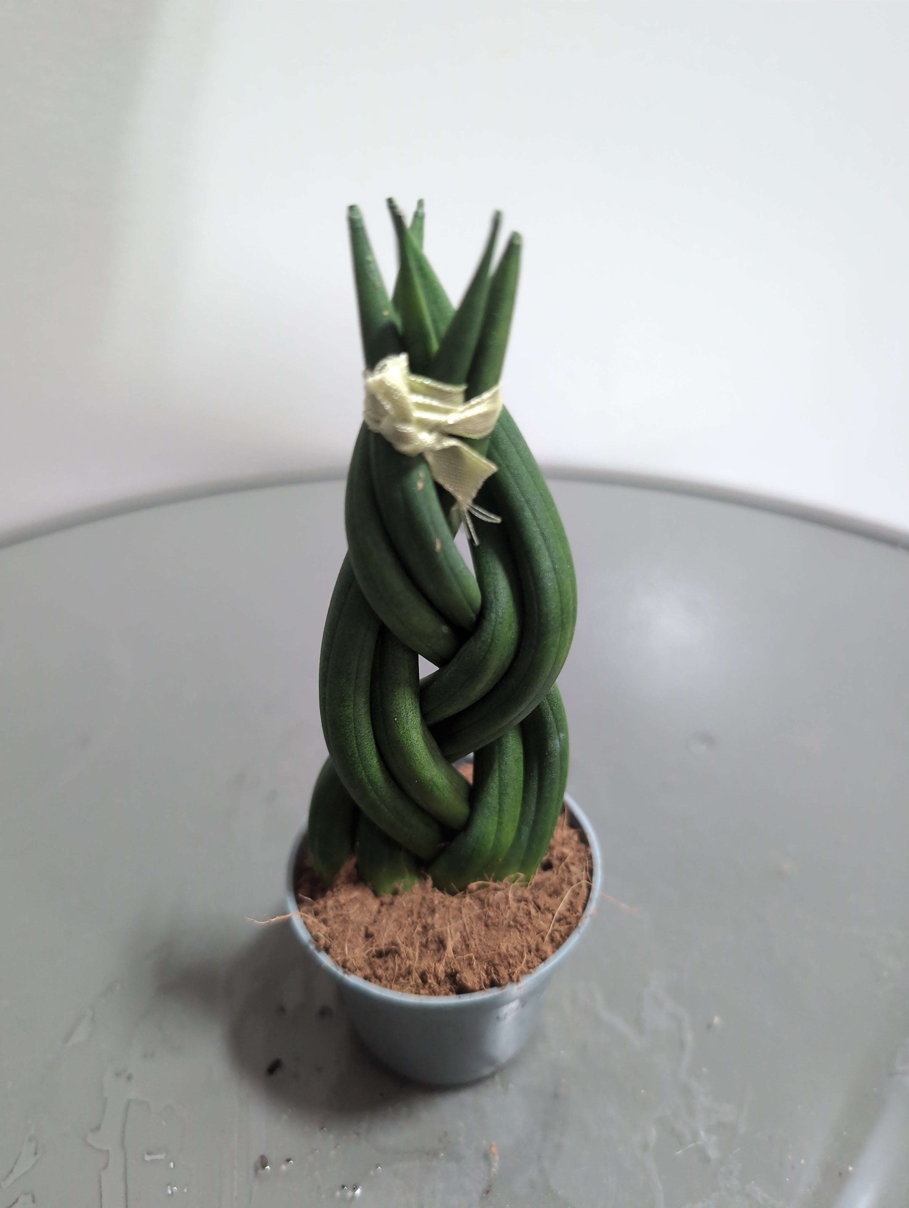 Sansevieria cylindrica | Braided Snake Plant | 6cm