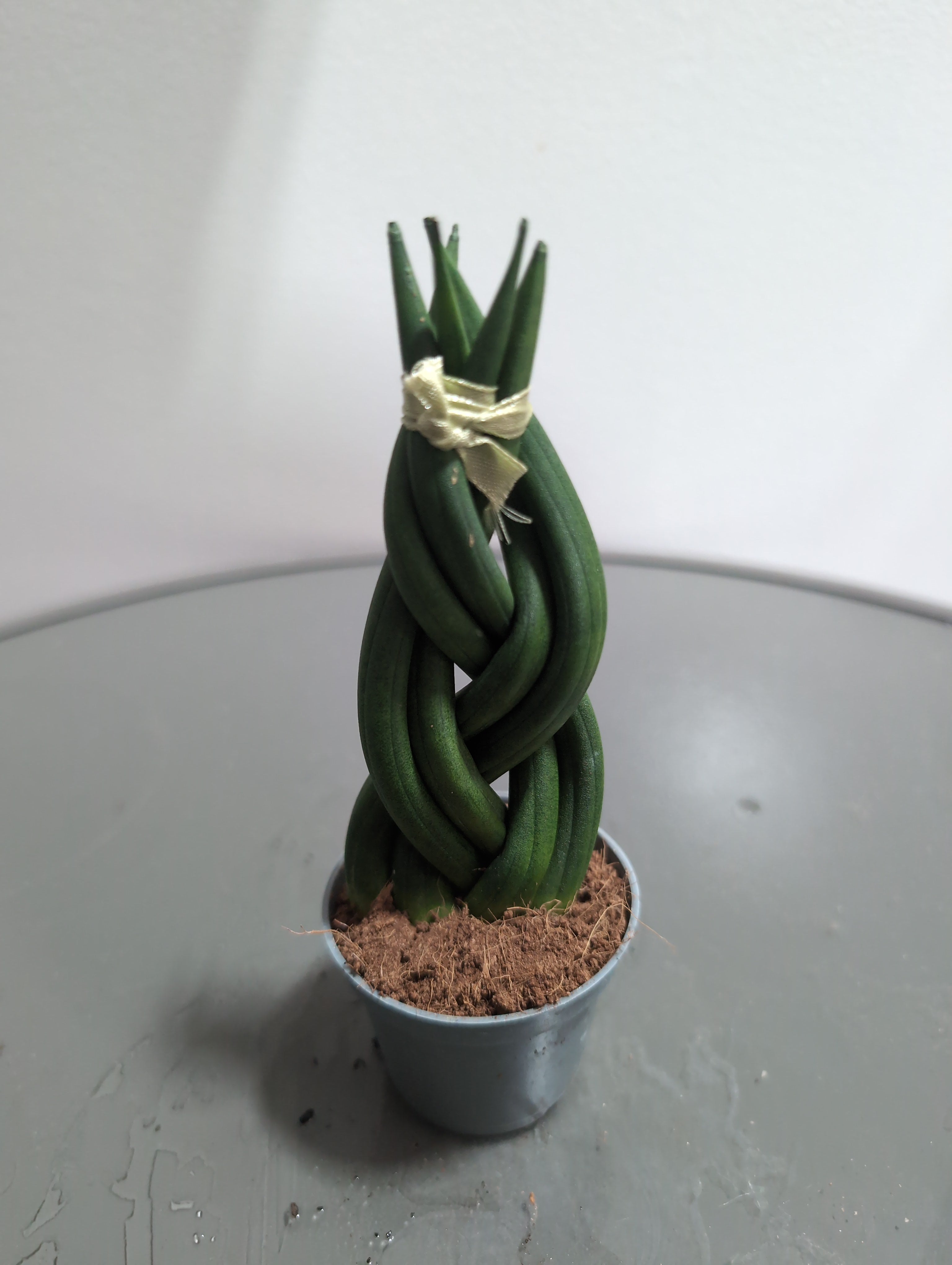 Sansevieria cylindrica | Braided Snake Plant | 6cm