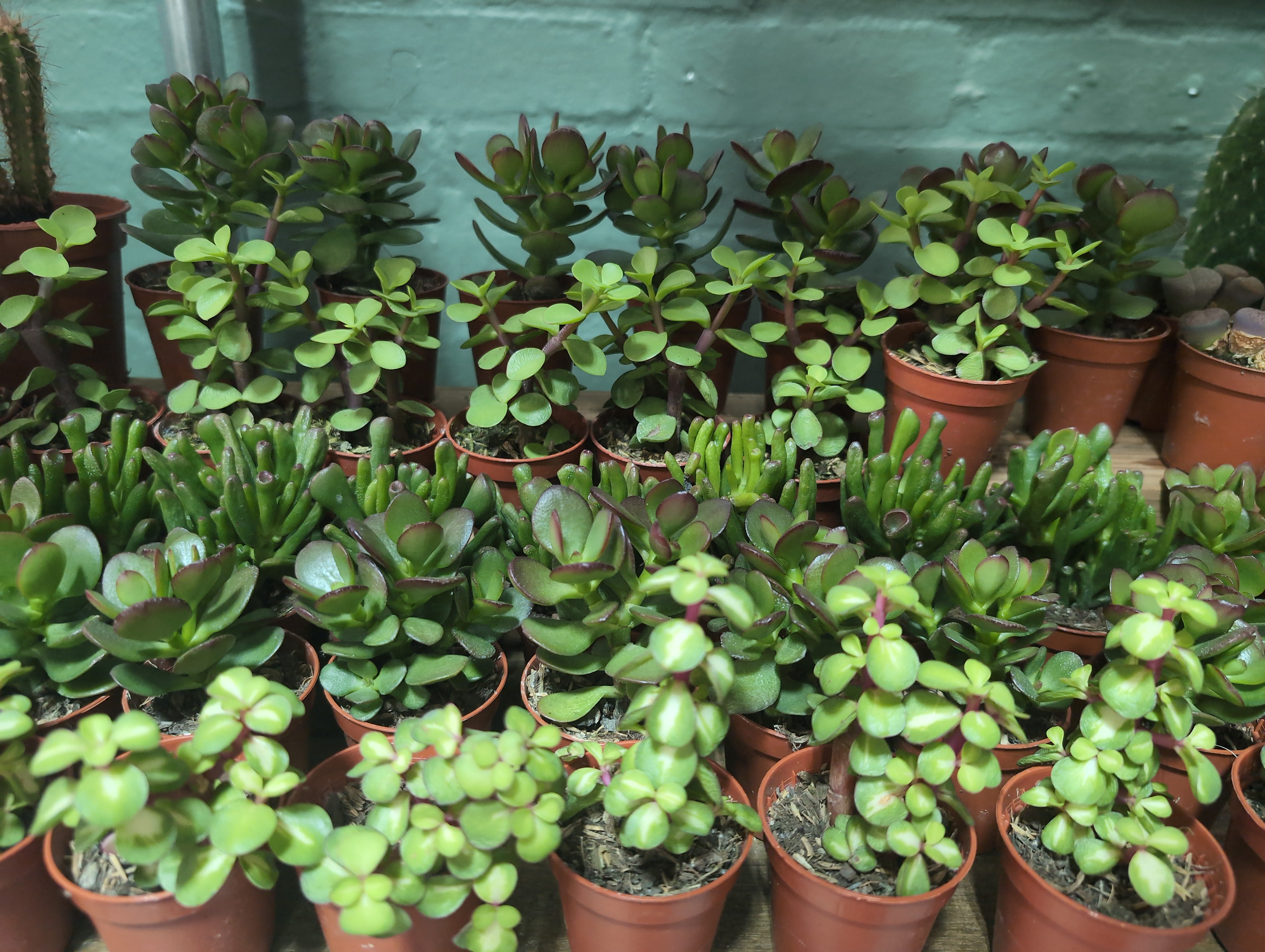 Crassula Gem | Crassula