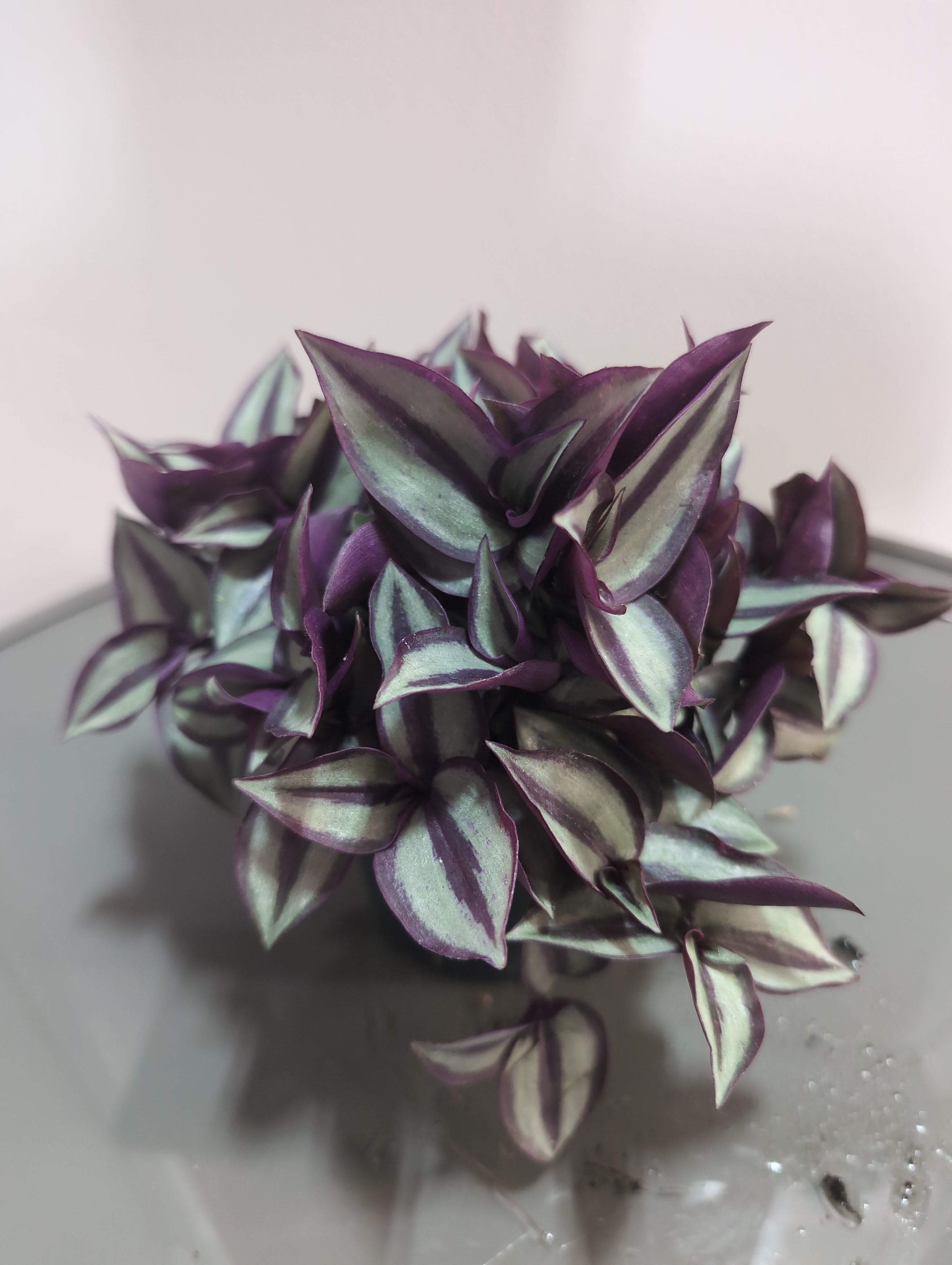 Tradescantia Zebrina | Tradescantia Compacta