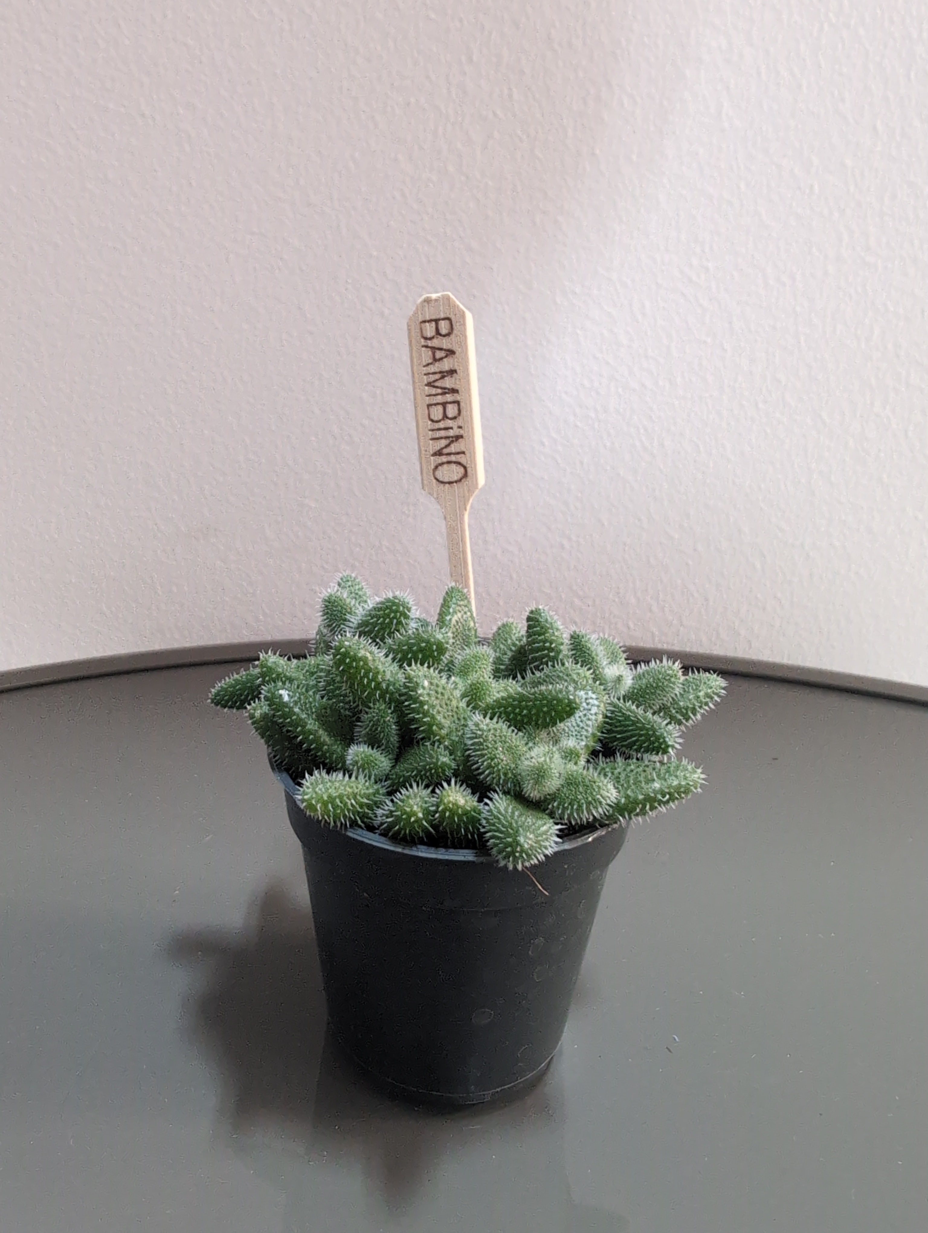 Pickle Plant | Delosperma echinatum.