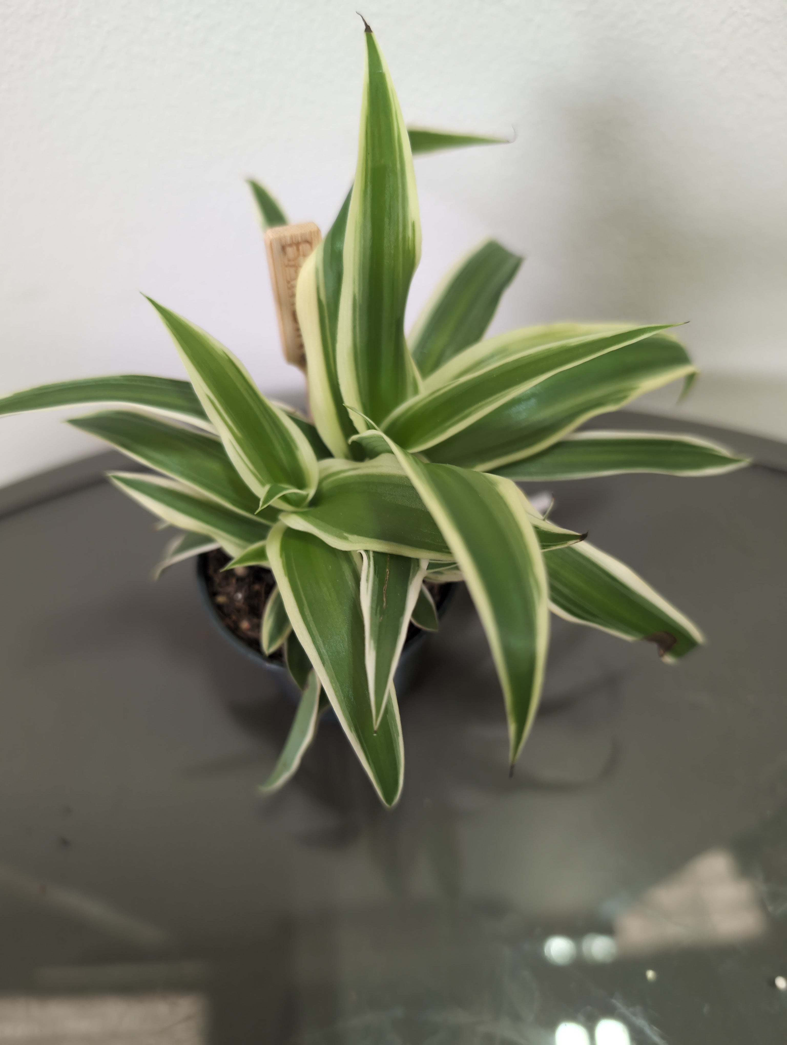 Spider plant - Ocean Bambino