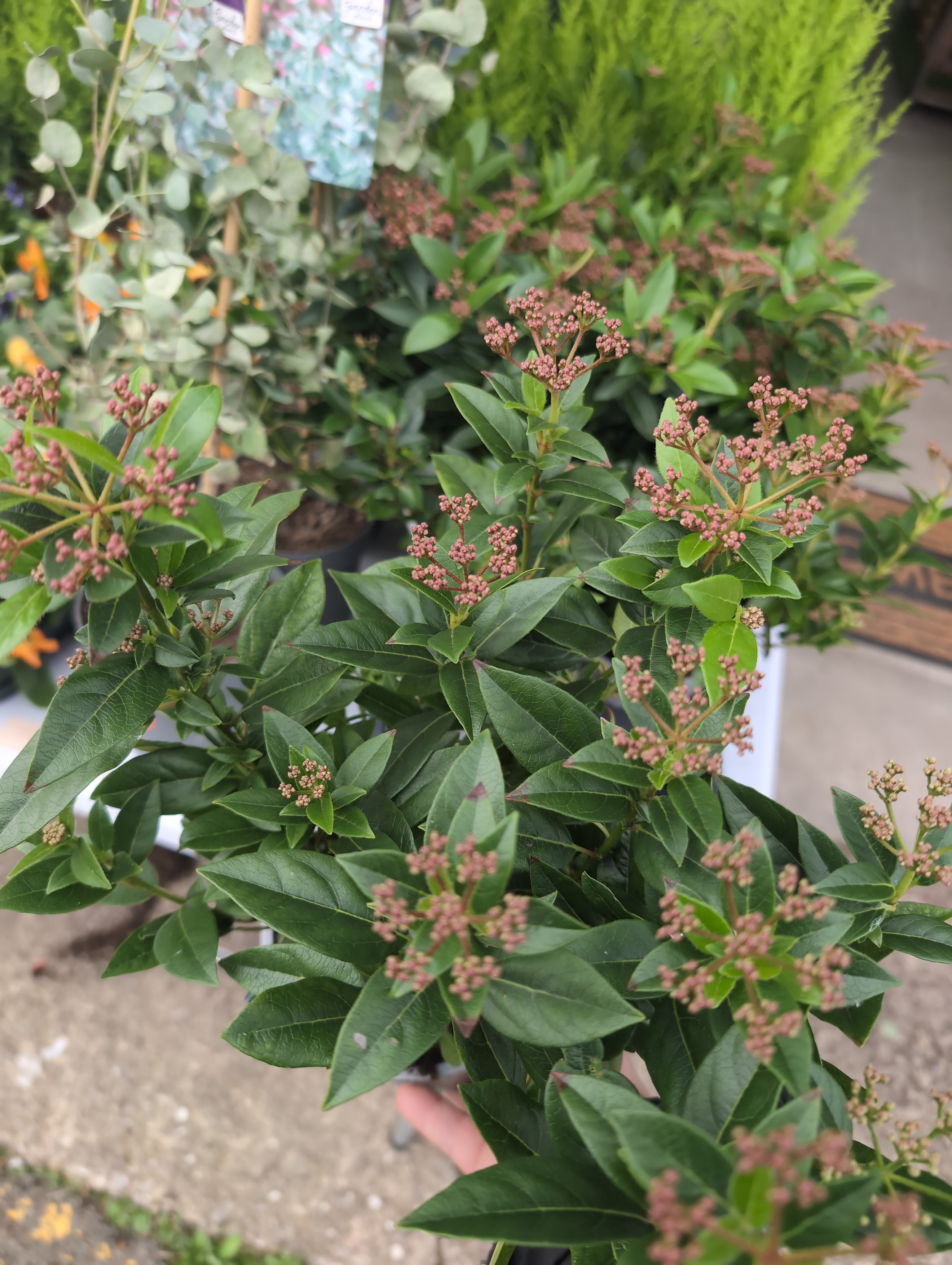 Viburnum | Tinus