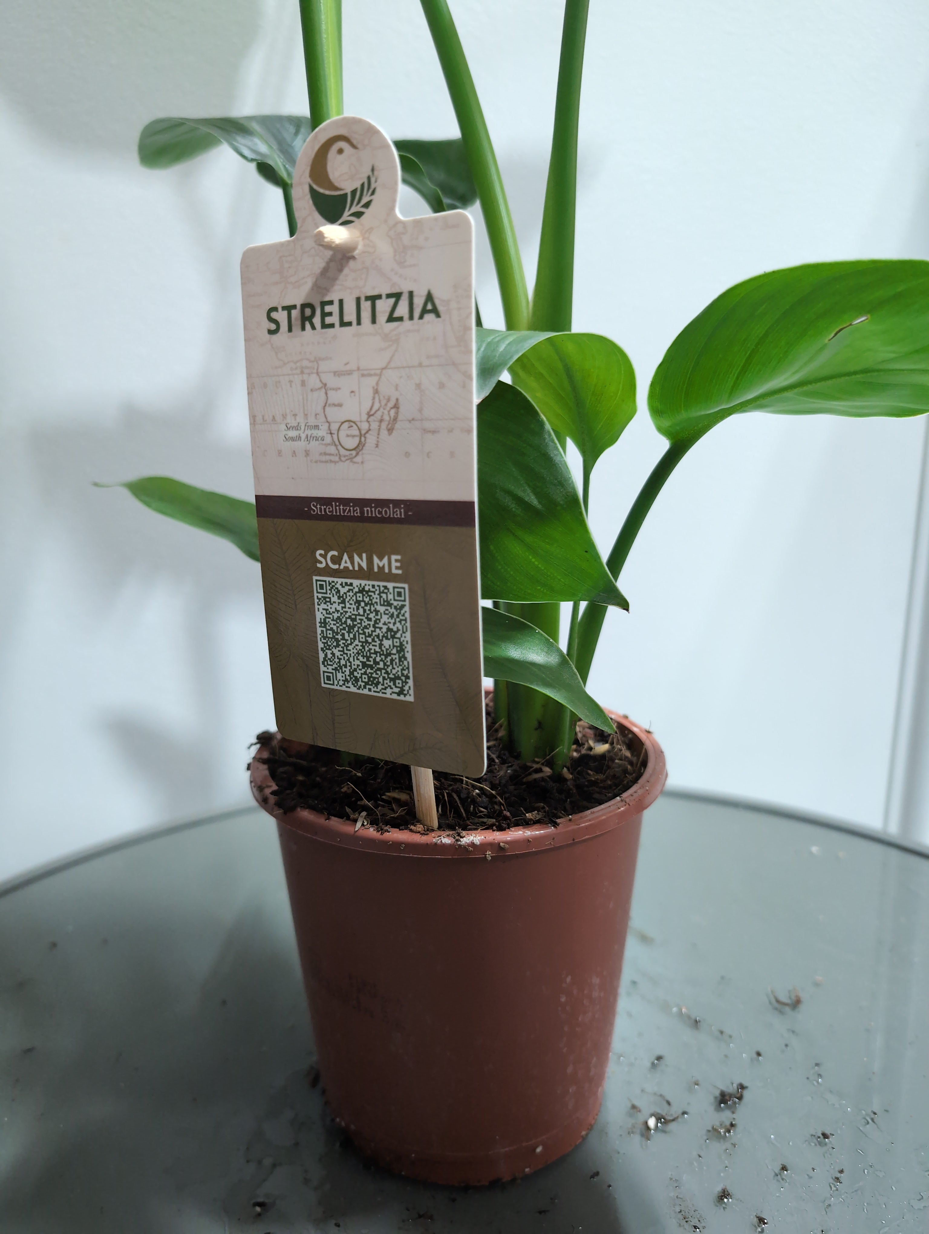 Bird of Paradise | Strelitzia nicolai | 16cm