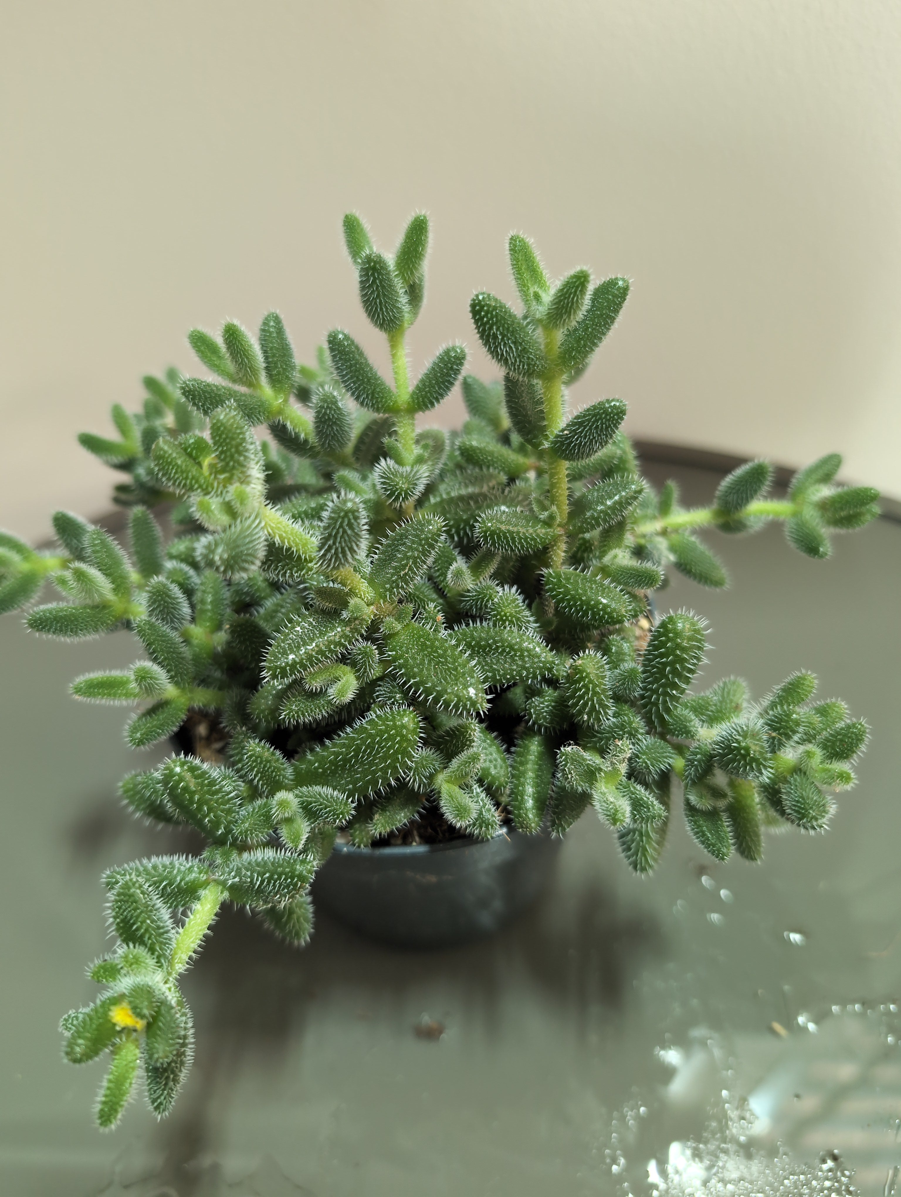 Pickle Plant | Delosperma echinatum