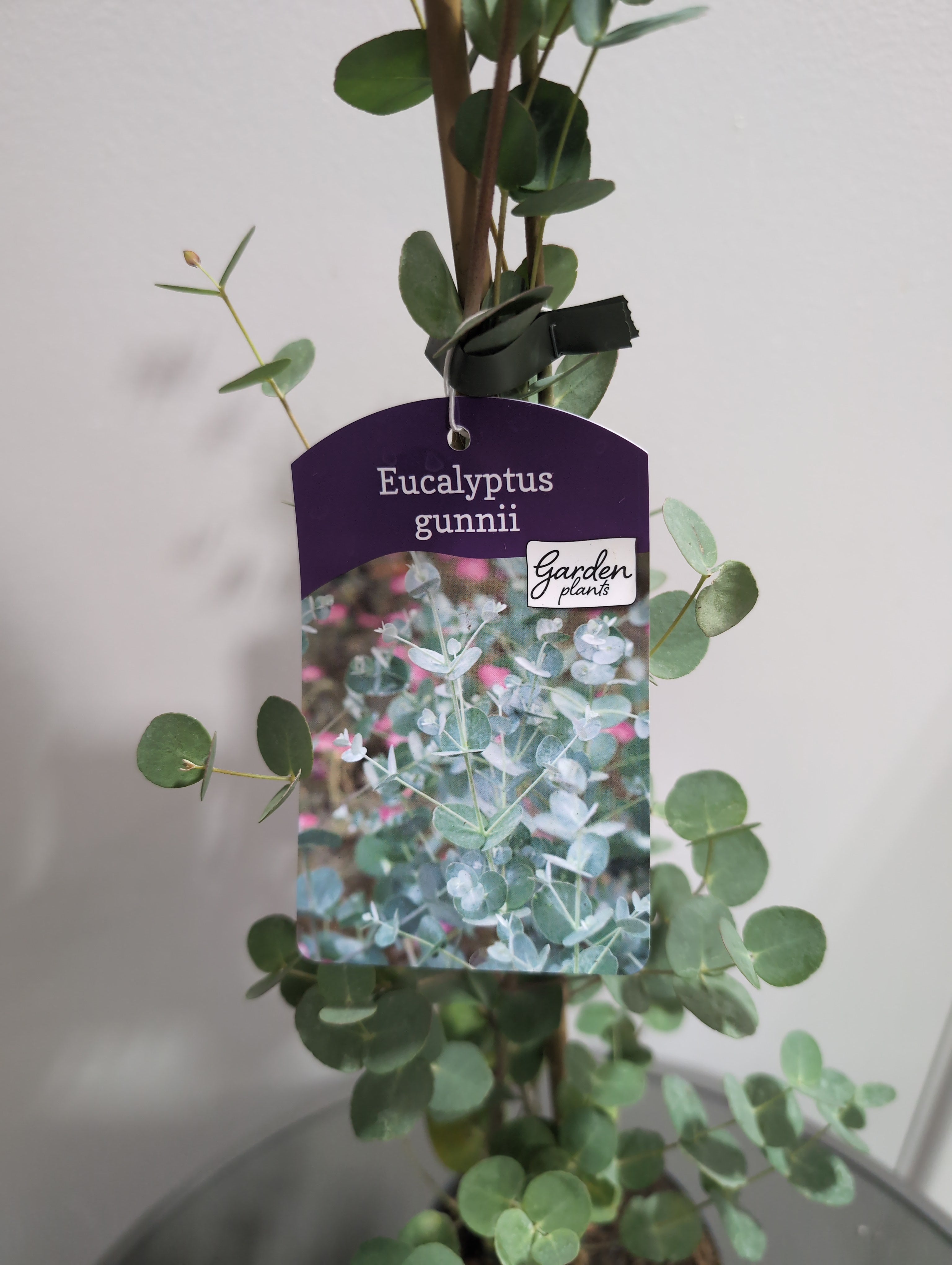 Eucalyptus | Gunnii